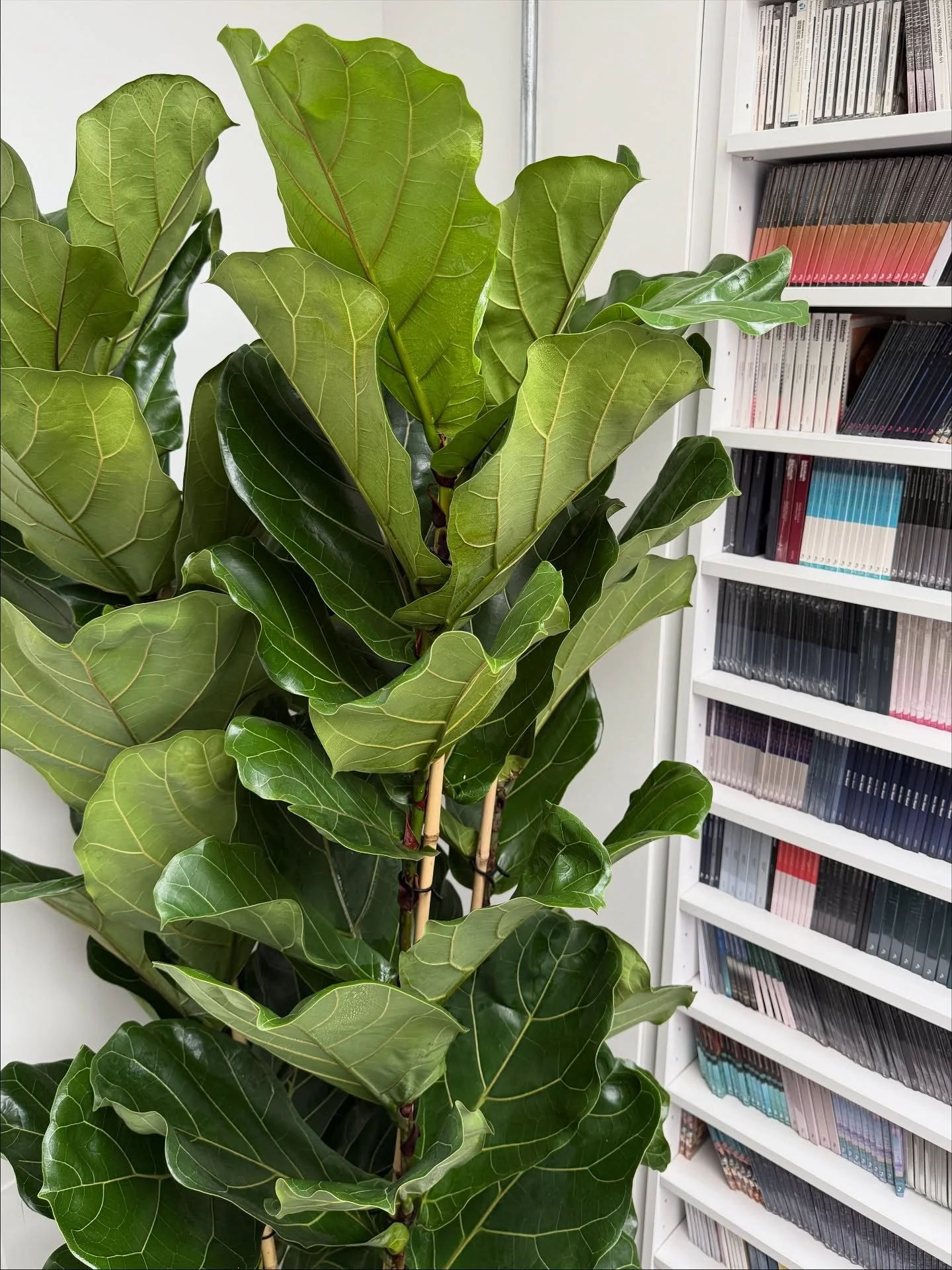 OCTOBER PLANT DUMP - It&rsquo;s been a busy month for Plants By There with plant care visits coming out of our ears, new clients, service enquiries, Xmas display orders, new team members, project meetings, site visits and admin, admin, admin!💻 &hell