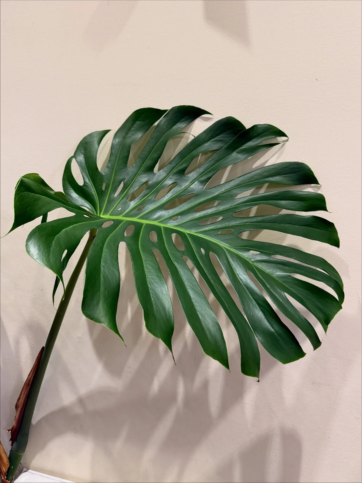 MONSTER LEAF - Swipe for Monstera perfection 💚

#plantsbythere #monstera #monsteradeliciosa #monsteraleaf #houseplantlove