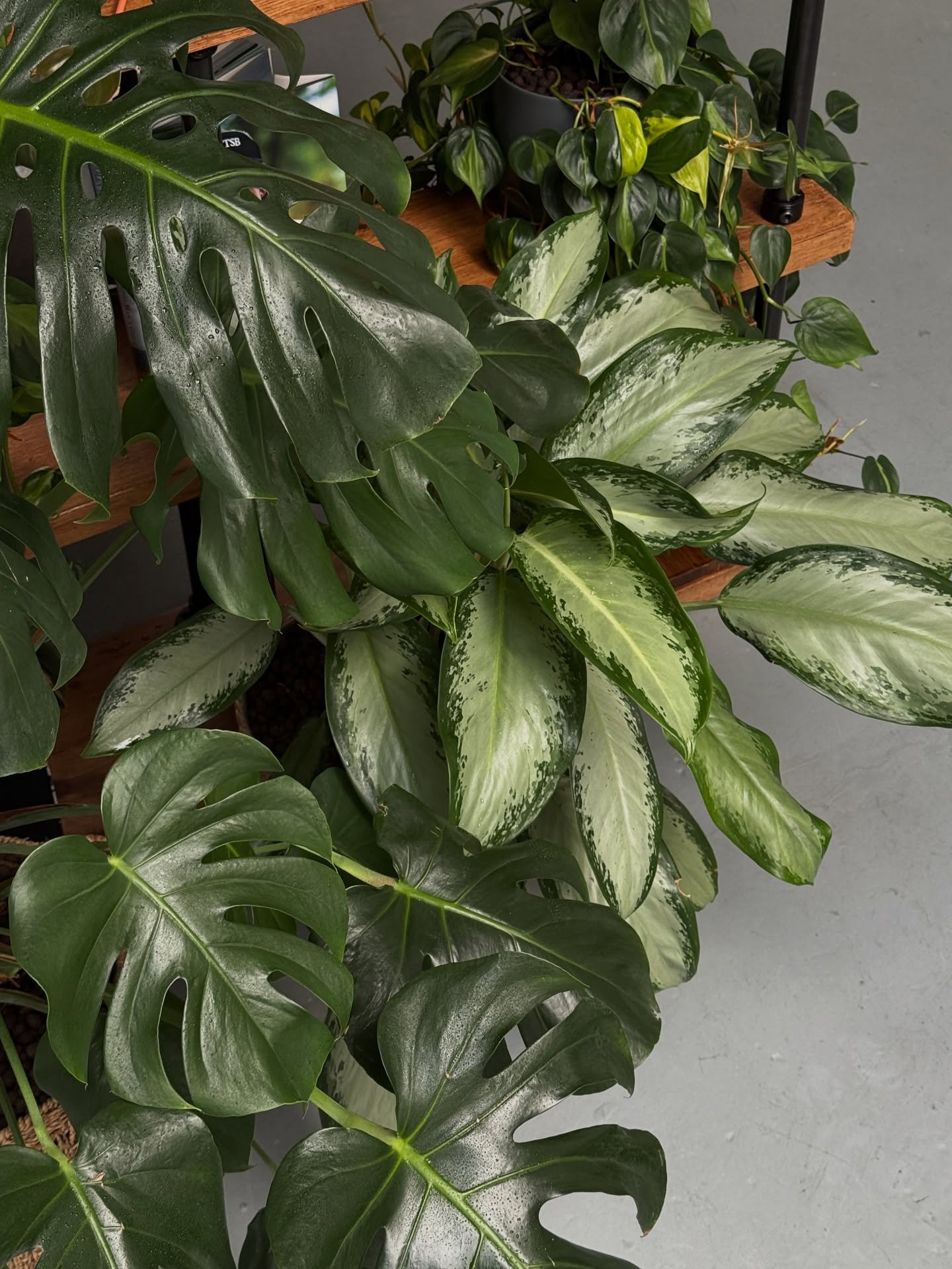 LUSH &amp; LOVELY 💚- A little leaf appreciation post to brighten your morning!

#plantsbythere #leaflove #houseplantlove #interiorlandscaping #officeplants #indoorgarden #indoorjungle #plantcare #plantmaintenance