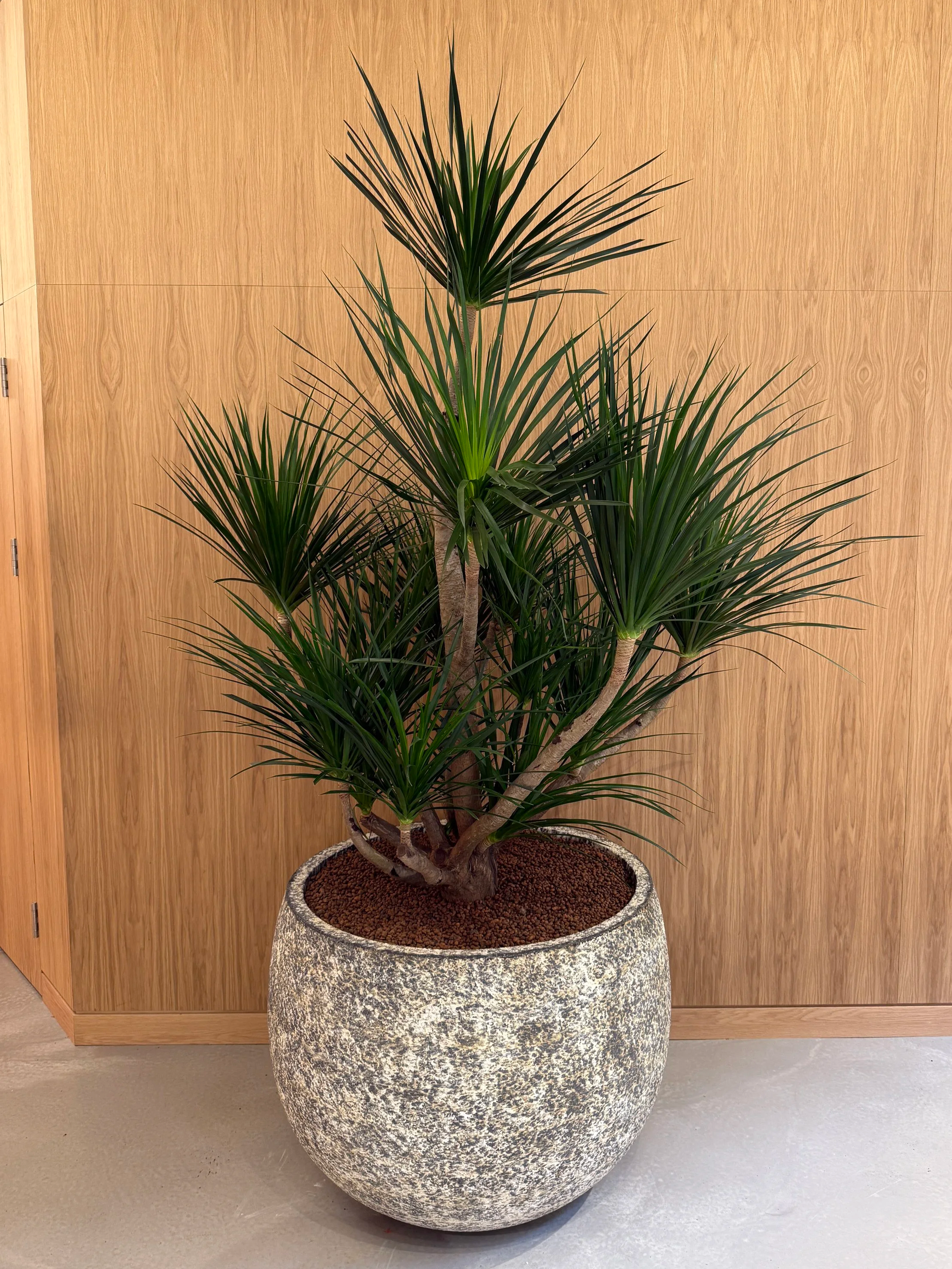 Statement XL plant for Stussy store.