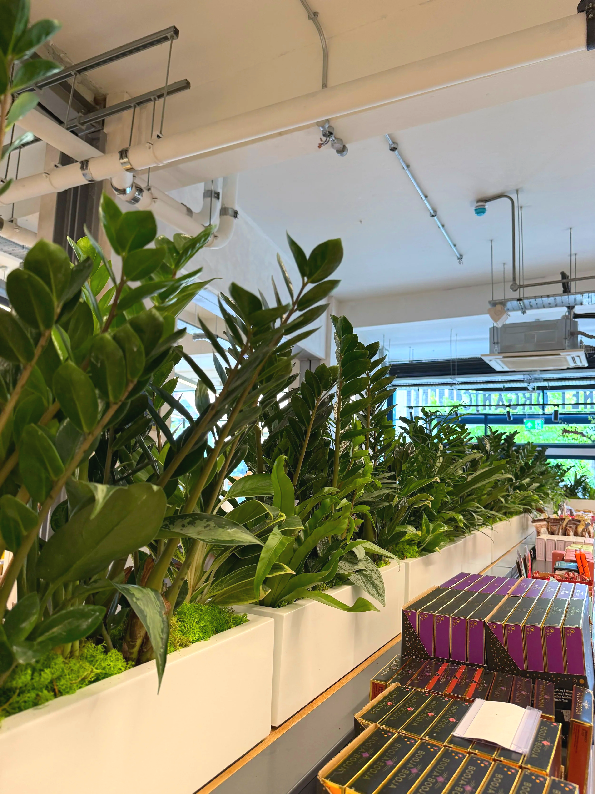 Planet Organic - Muswell Hill - Plants By There Interior planting installation and maintenance