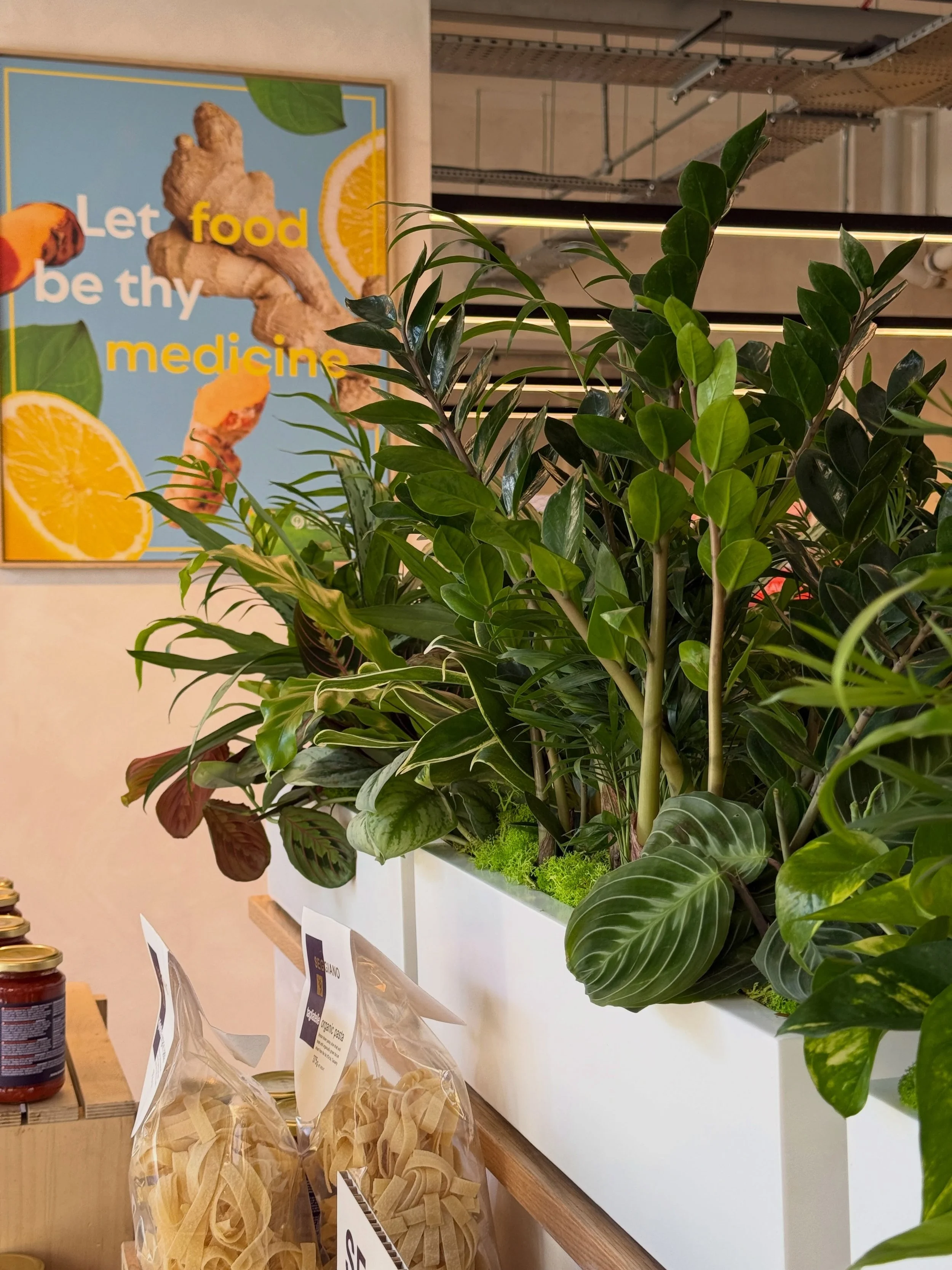 PLANET PLANTS 🌎🌱 - Today our local branch of @planetorganic re-opened following a full store refurbishment and it looks incredible!  We were lucky enough to be approached by their team to help introduce plant displays to the interior of the store w