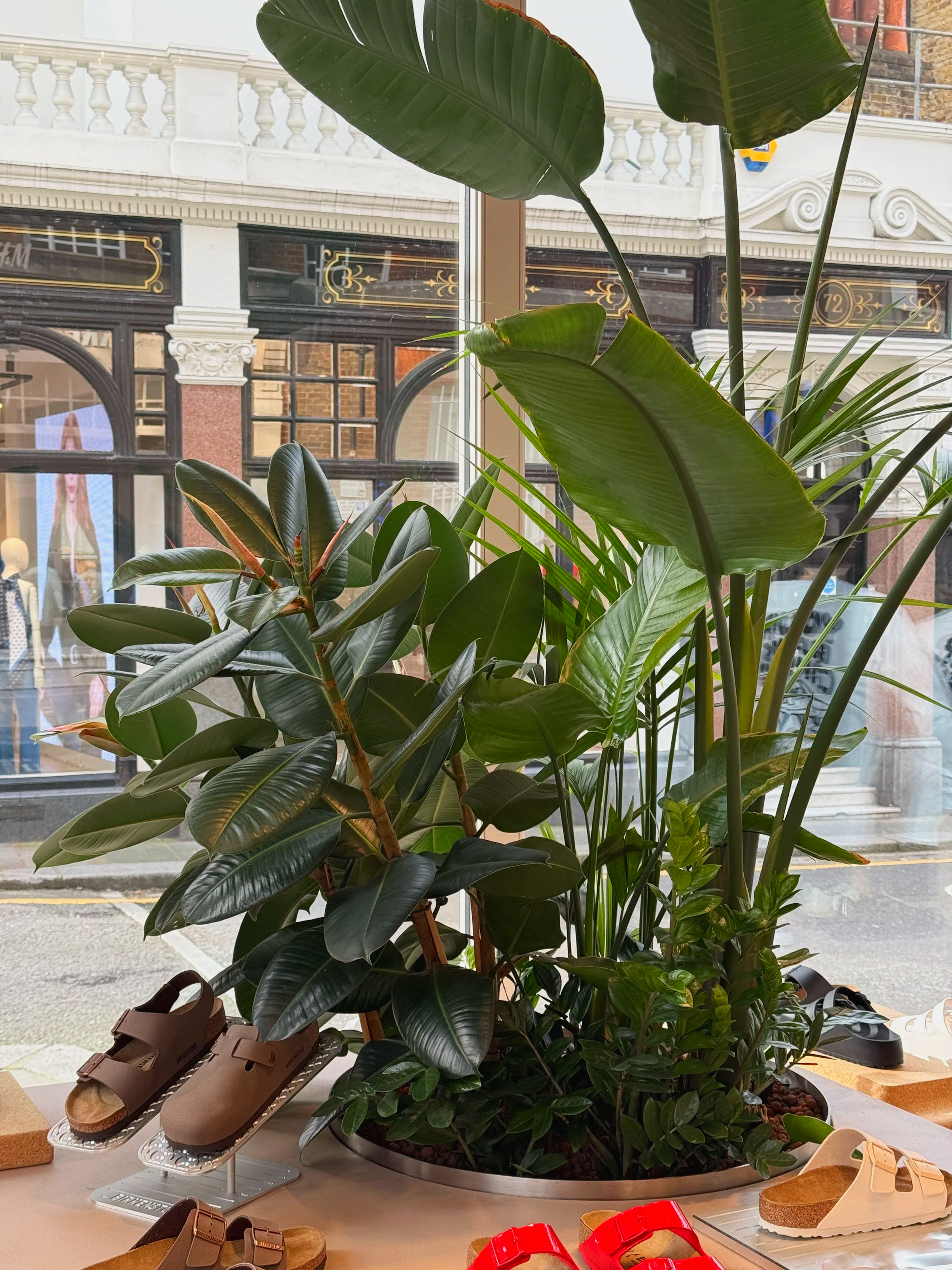 Interior planting displays for Birkenstock Kings's Road store by Plants By There - Chelsea, London