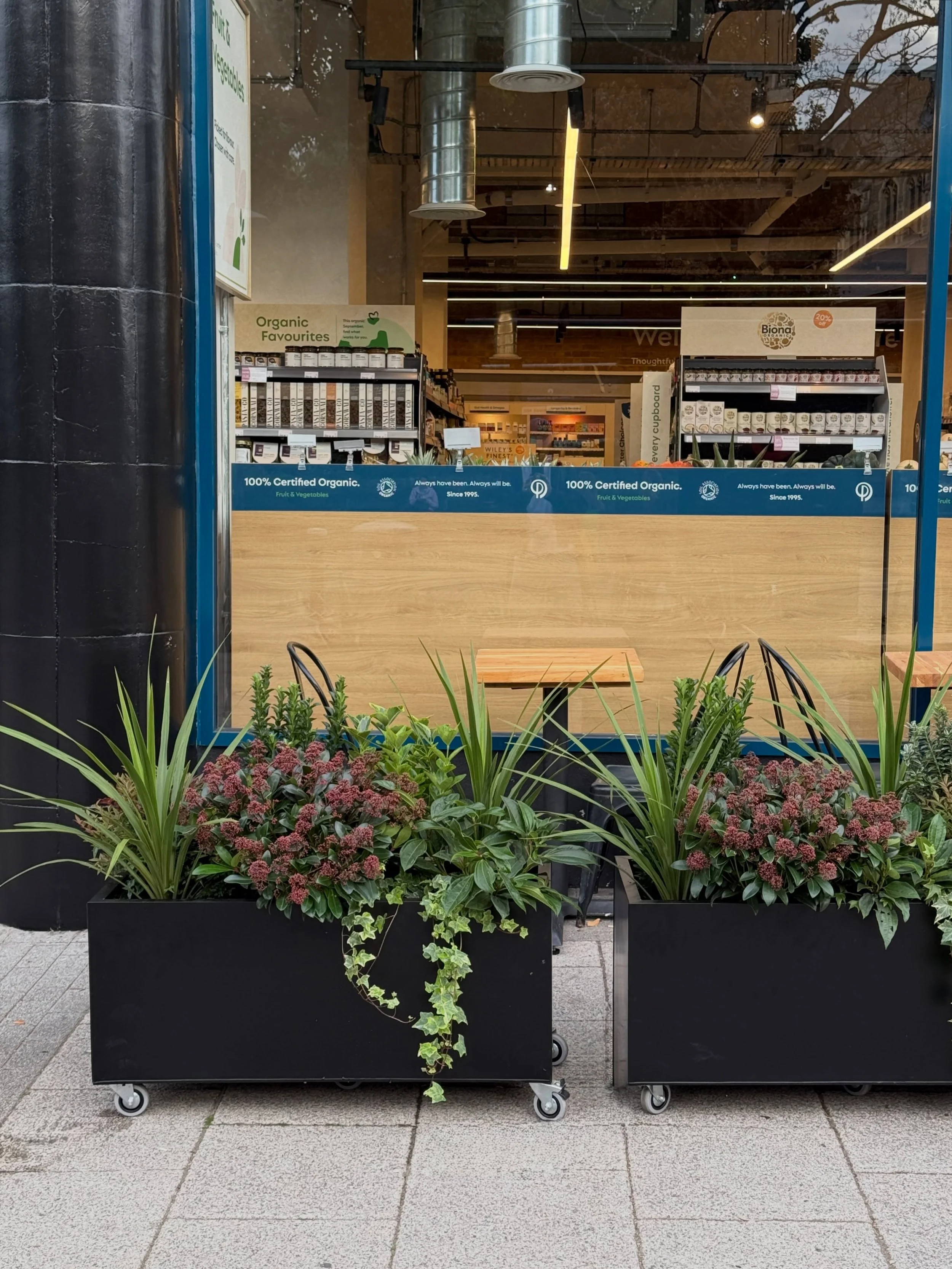 STREET SHURBS - The exterior of the newly refurbished @planetorganic store in Muswell Hill also got a green update with some mixed evergreen planters.  We used a variety of shrubs including Skimmia, Euonymus, Viburnum and Nandina for year round inter