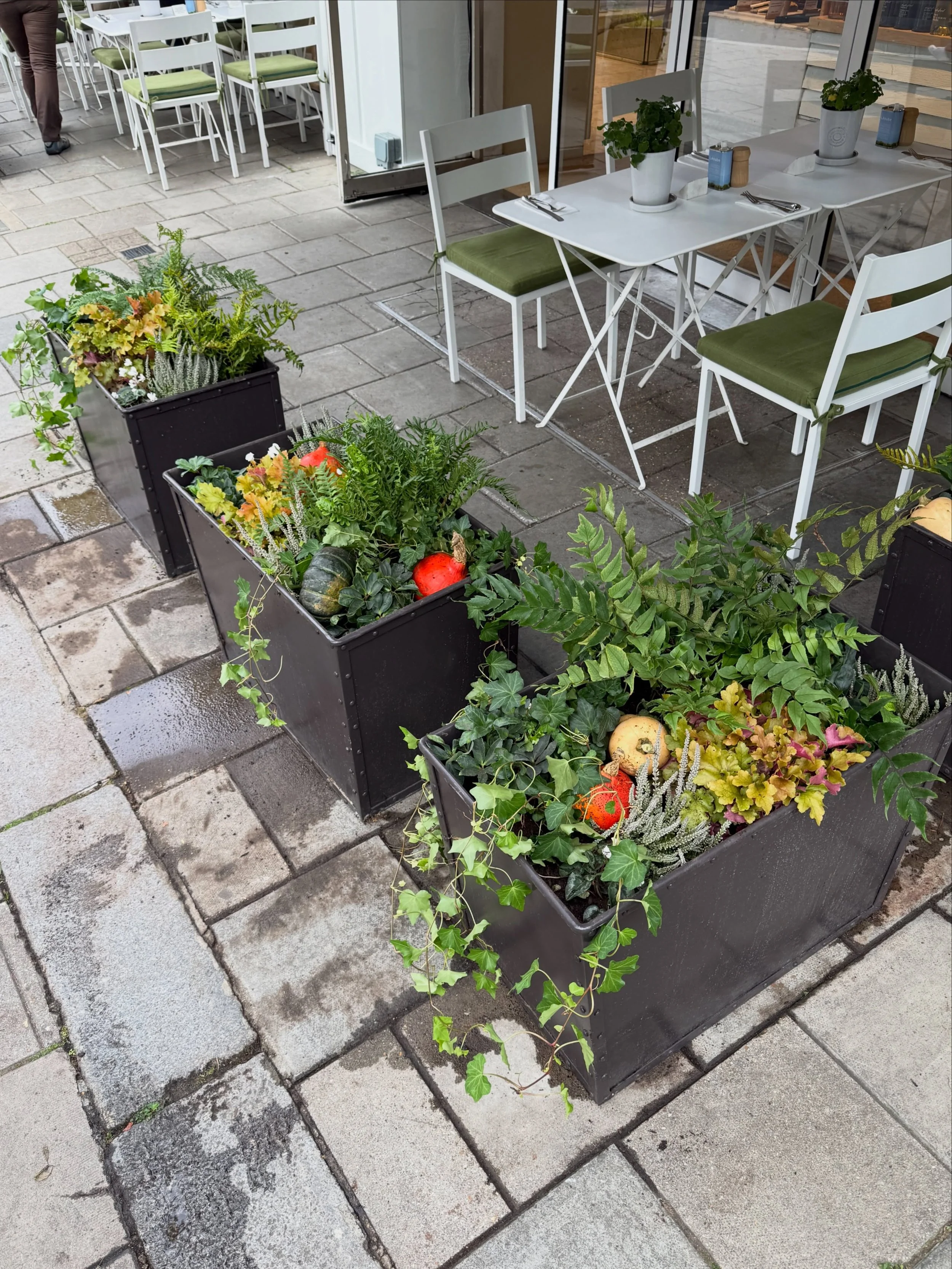 ORGANIC DREAMS - It&rsquo;s always a pleasure when @daylesfordfarm send us plants to refresh their Pimlico Road store planters.  We are well and truly ready for autumn 🍂🧡

#plantsbythere #daylesfordorganic #autumnplanting #plantdisplay #chelsea