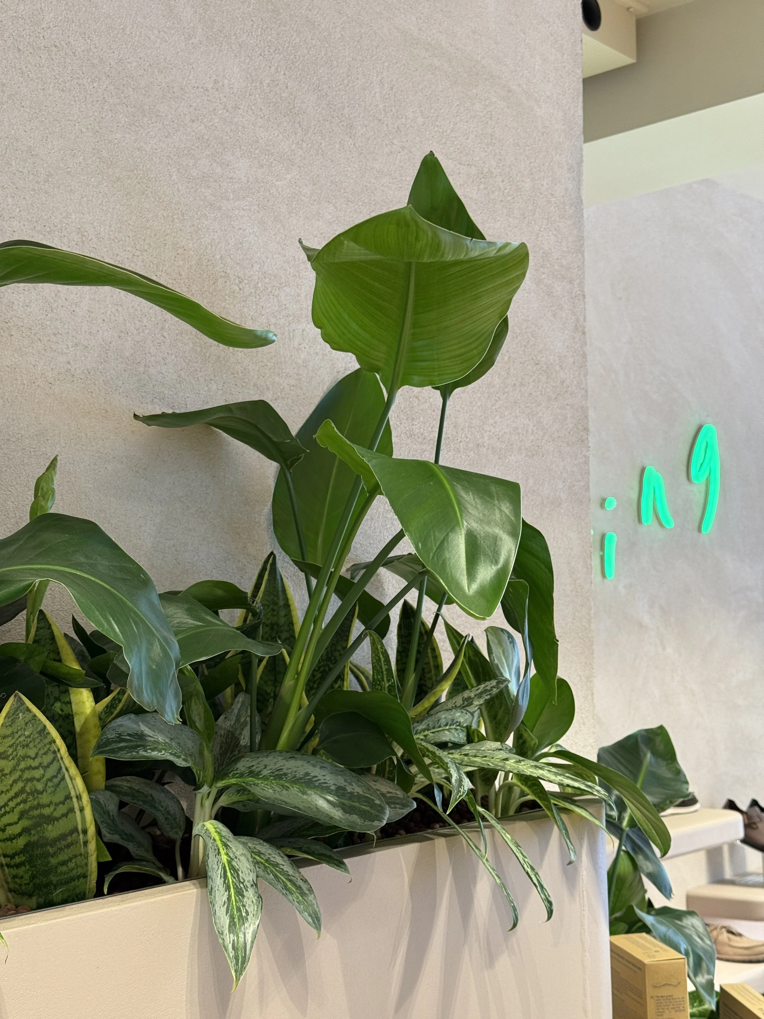 Interior planting displays for Birkenstock Kings's Road store by Plants By There - Chelsea, London
