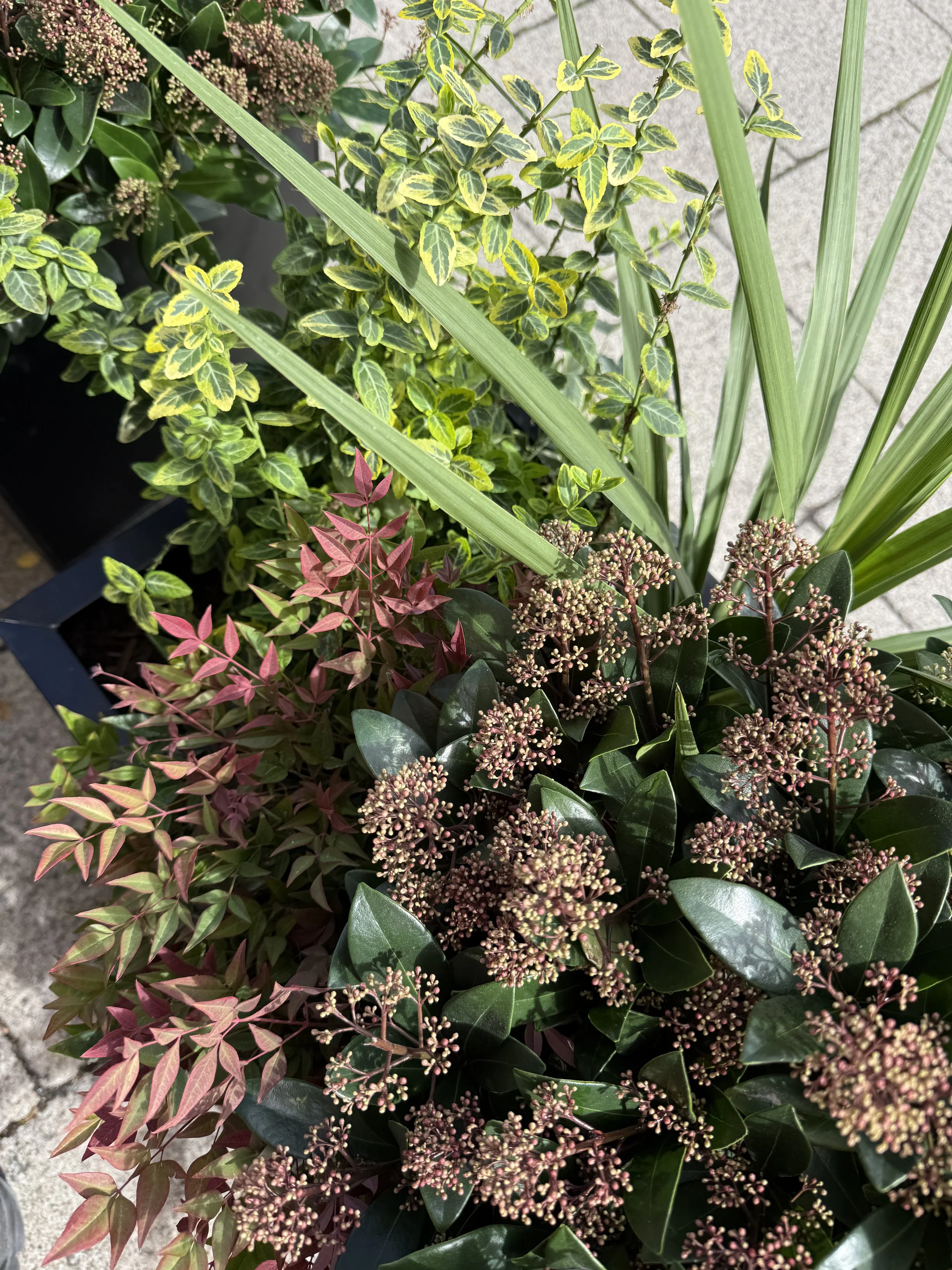 Planet Organic - Muswell Hill - Plants By There Exterior planting installation and maintenance