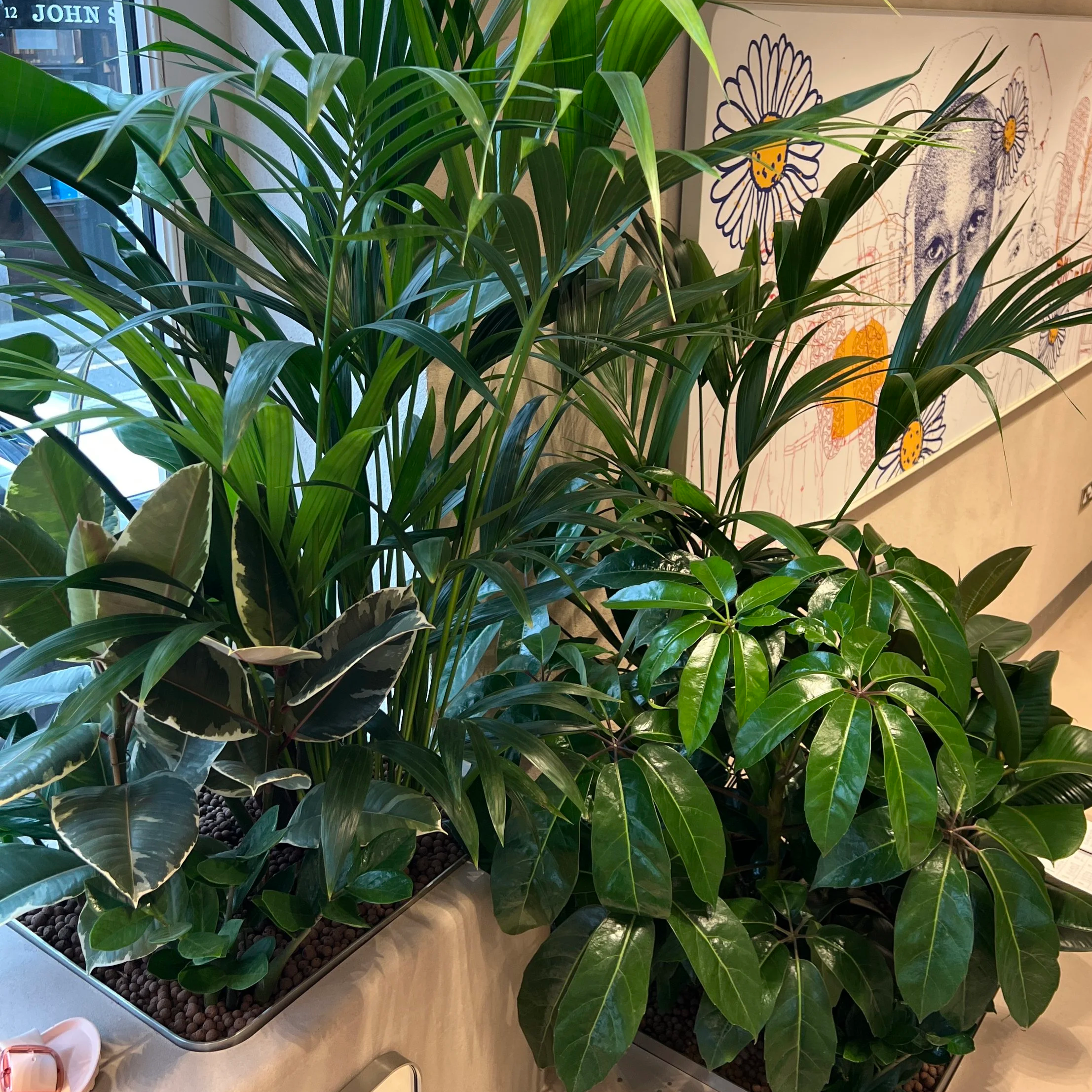 Birkenstock - Store Planting