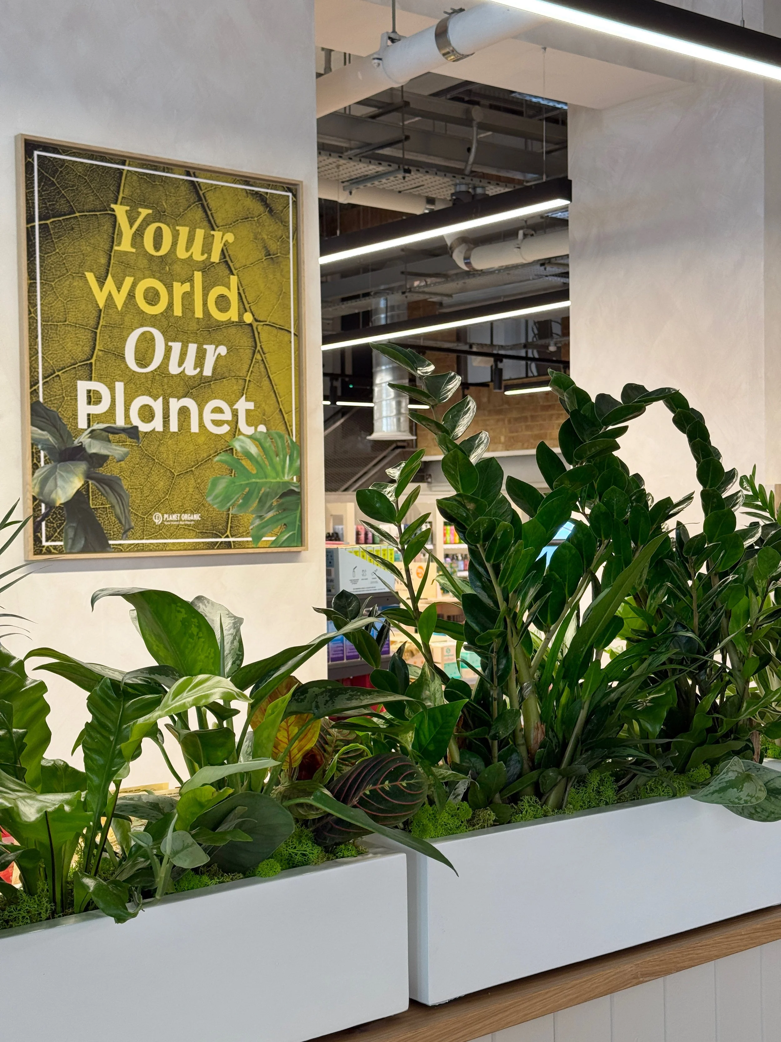 Planet Organic - Muswell Hill - Plants By There Interior planting installation and maintenance