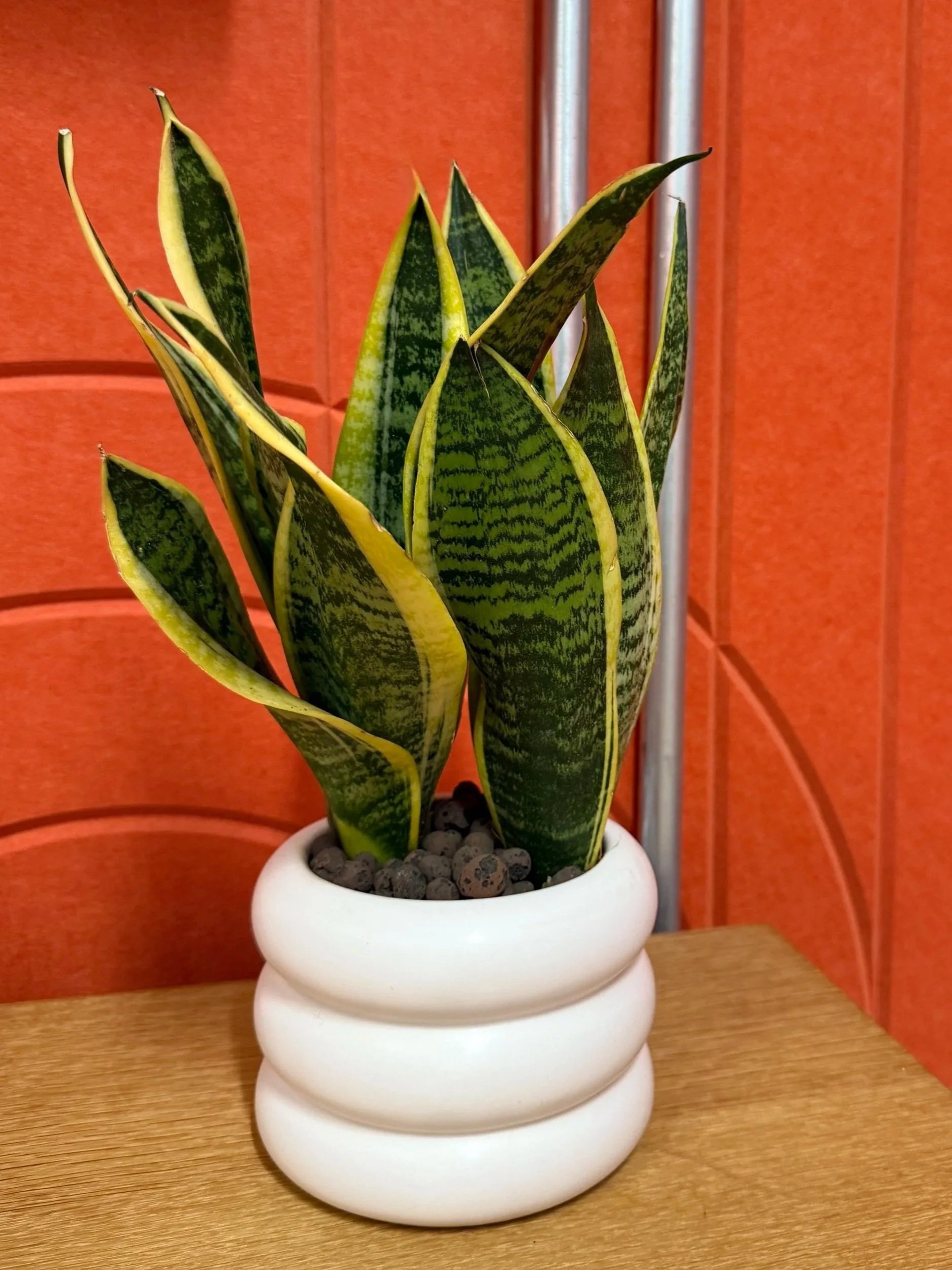 Low maintenance plants and care service - Plants By There - London