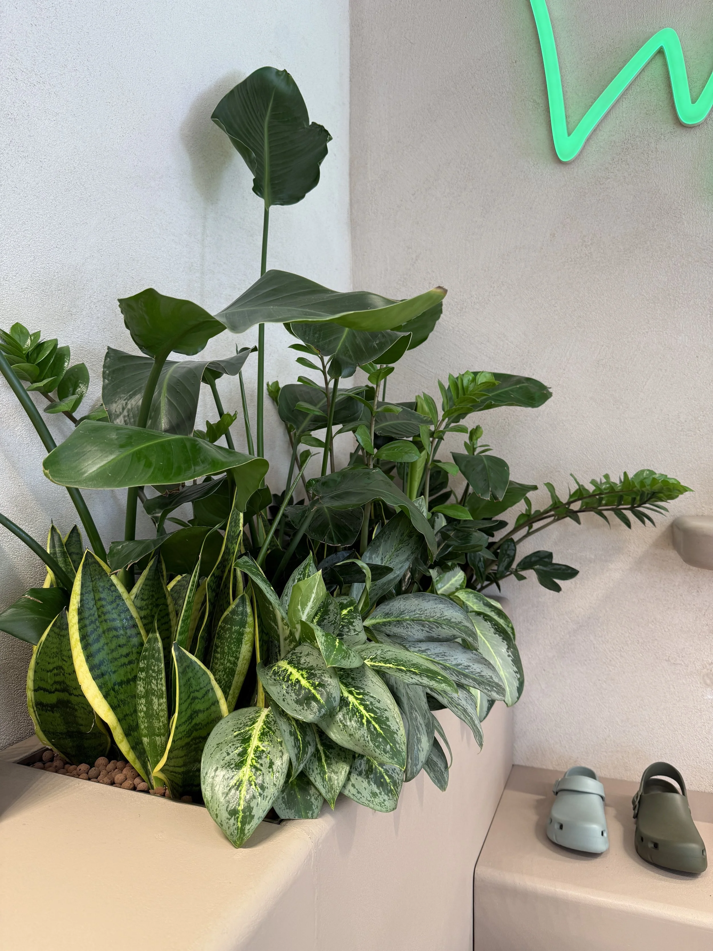 Interior planting displays for Birkenstock Kings's Road store by Plants By There - Chelsea, London