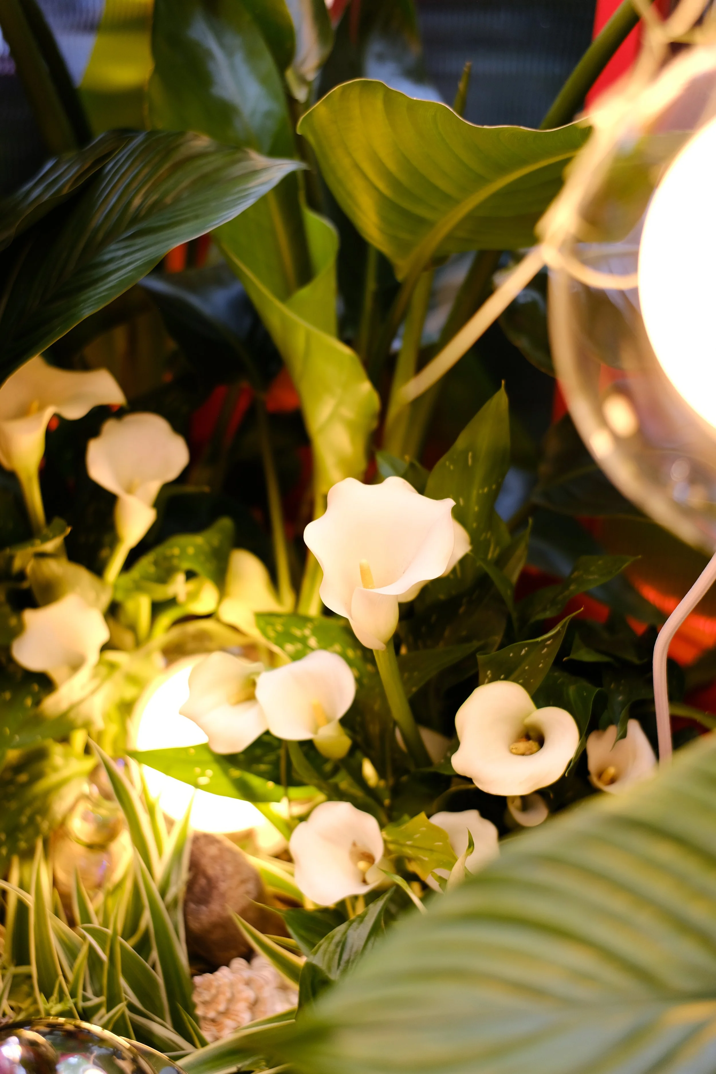 Lovehoney Presents: Aphrodite's Hothouse - RHS Chelsea Flower Show 2026 - Gold Medal - Designed and created by James Whiting of Plants By There.