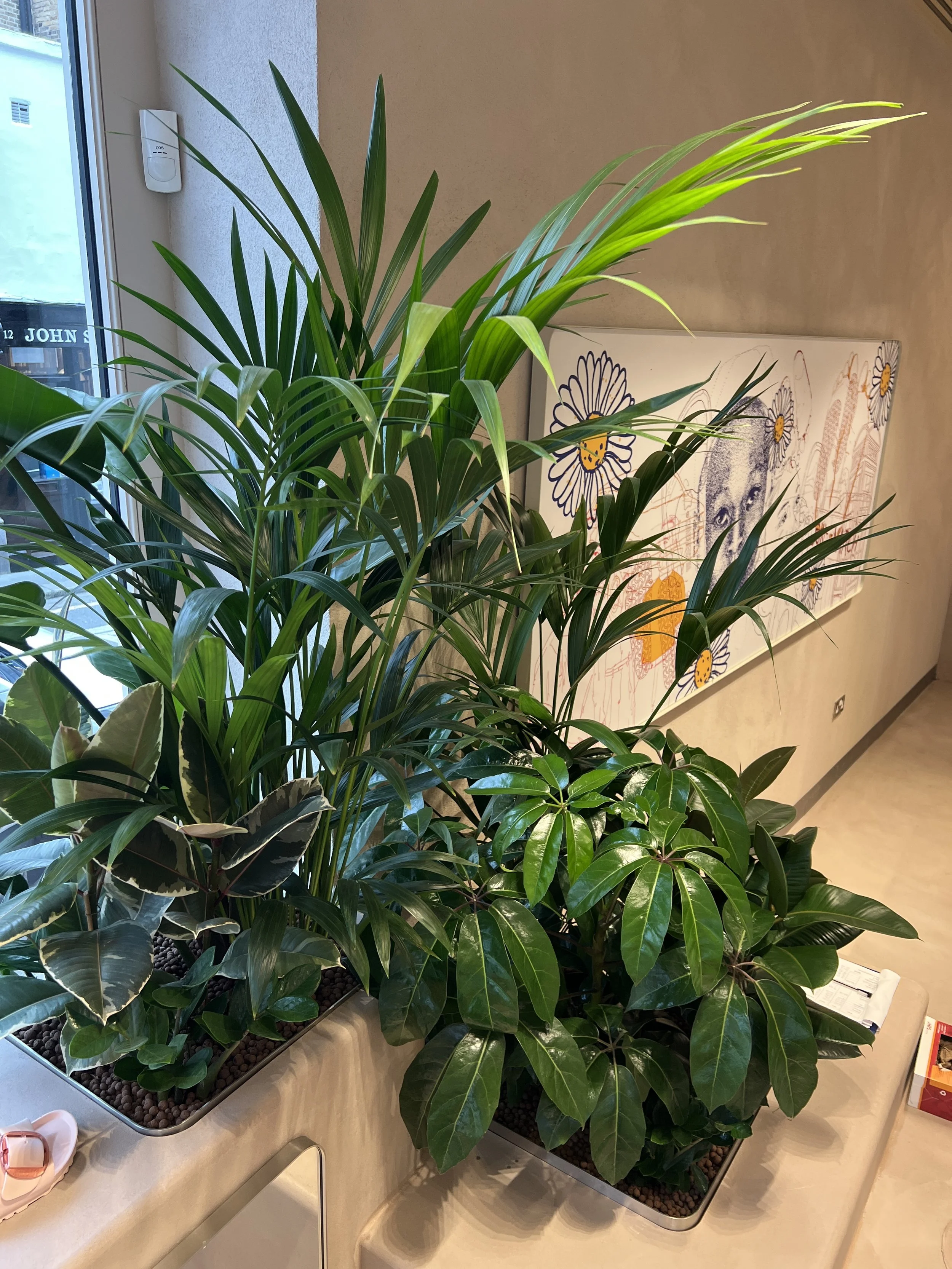 Interior planting displays for Birkenstock Kings's Road store by Plants By There - Chelsea, London