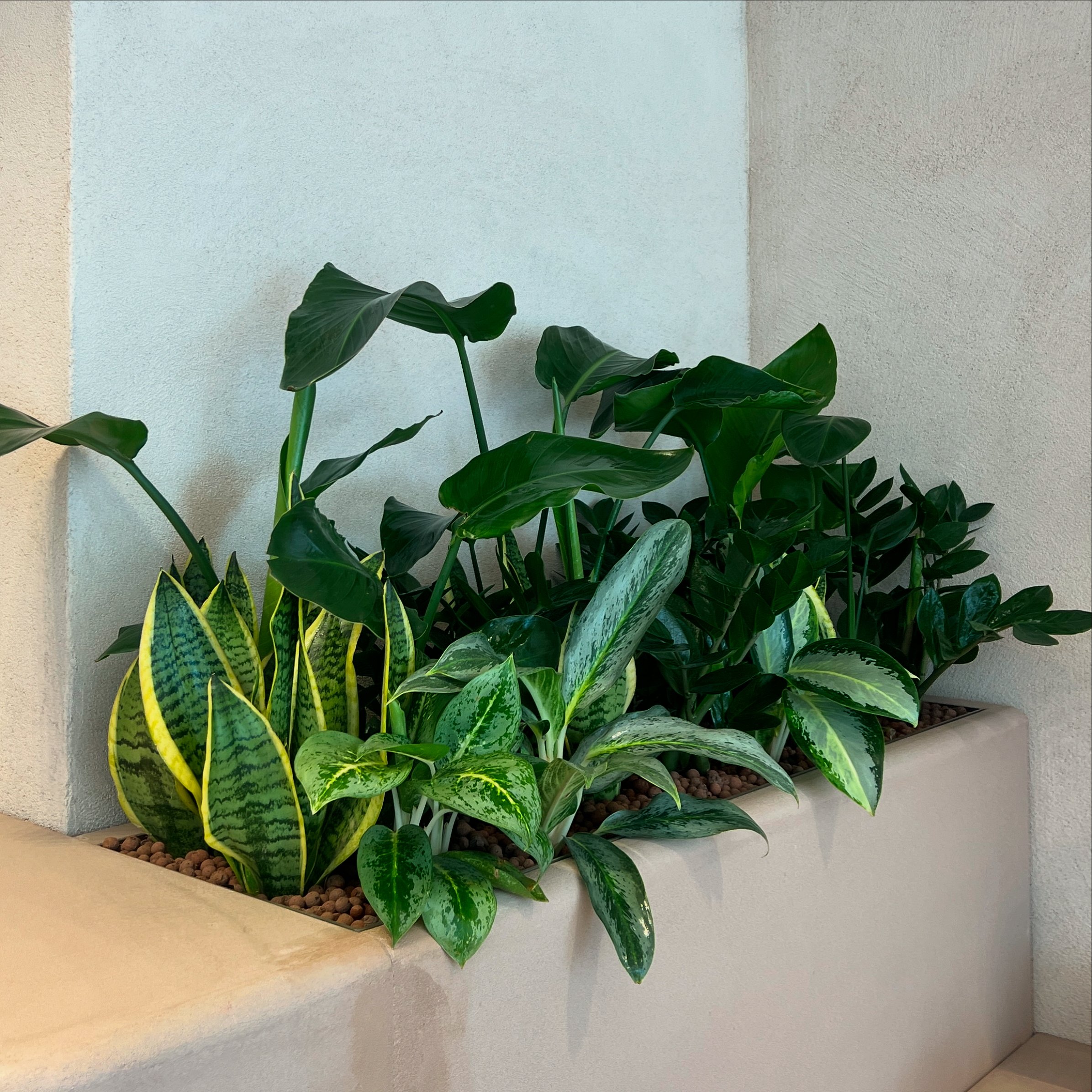Interior planting displays for Birkenstock Kings's Road store by Plants By There - Chelsea, London