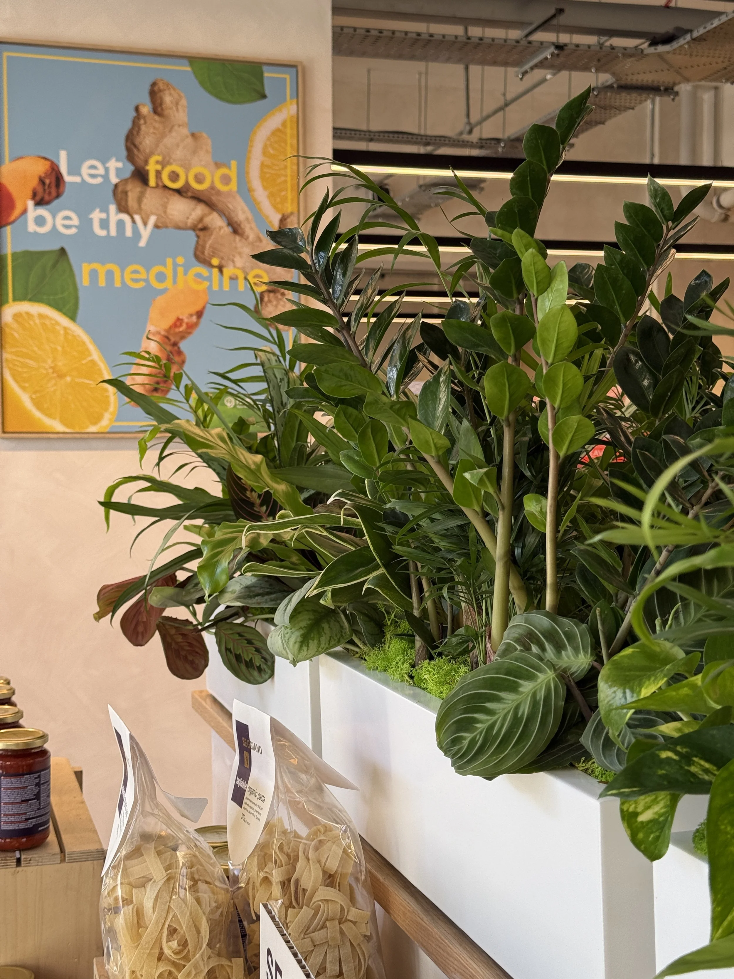 Planet Organic - Muswell Hill - Plants By There Interior planting installation and maintenance