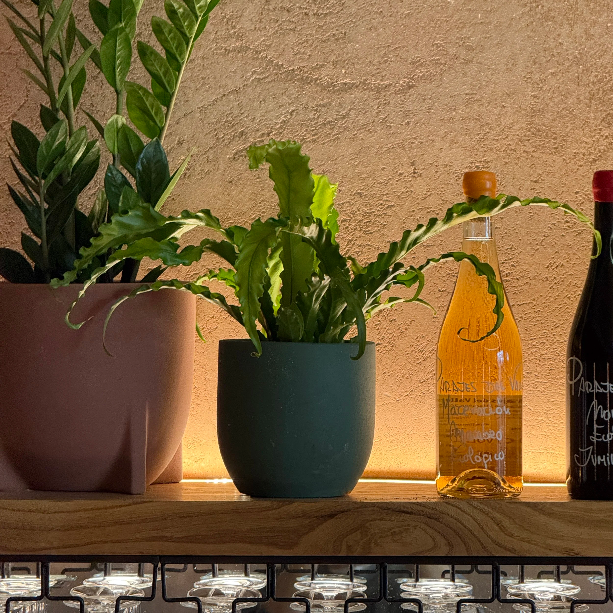 Bubala Soho - Planting Update