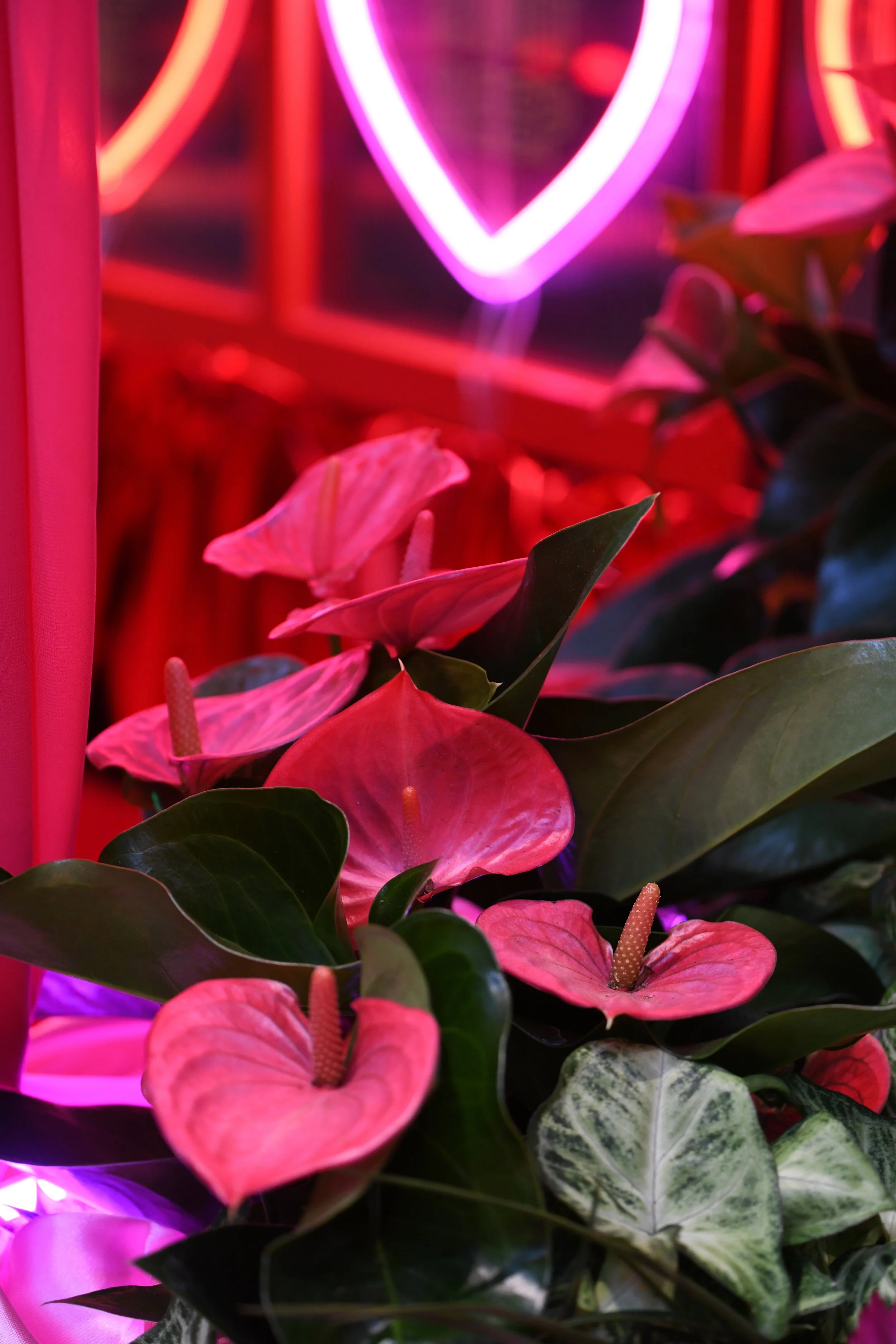 Lovehoney Presents: Aphrodite's Hothouse - RHS Chelsea Flower Show 2026 - Gold Medal - Designed and created by James Whiting of Plants By There.