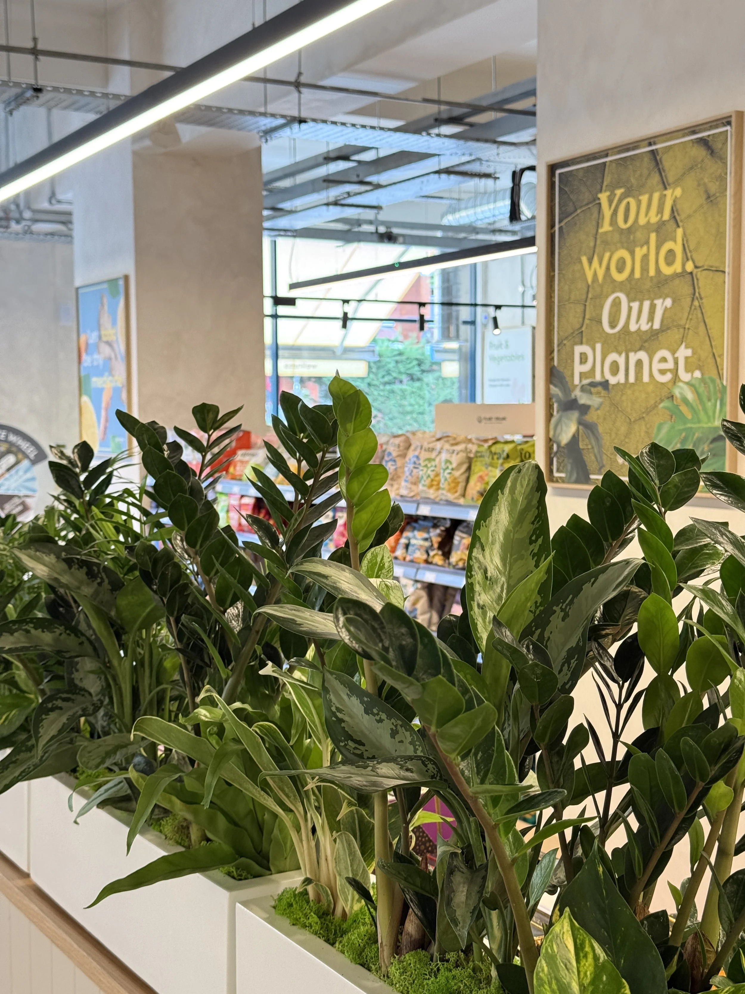 Planet Organic - Muswell Hill - Plants By There Interior planting installation and maintenance