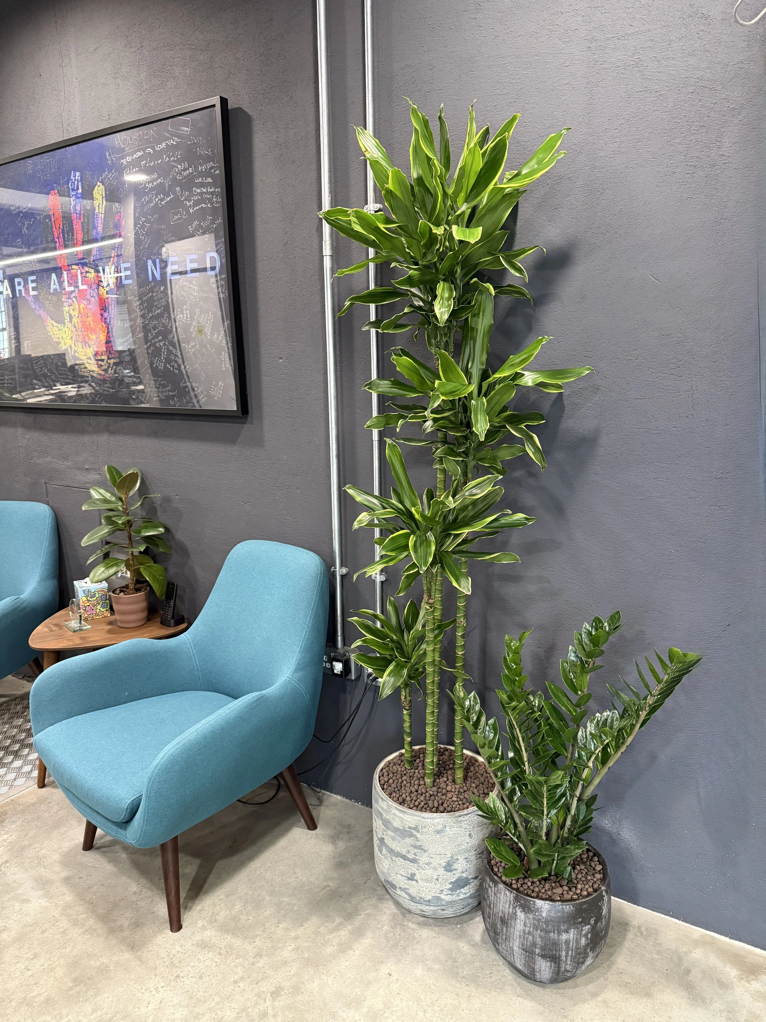 Floor standing office plants