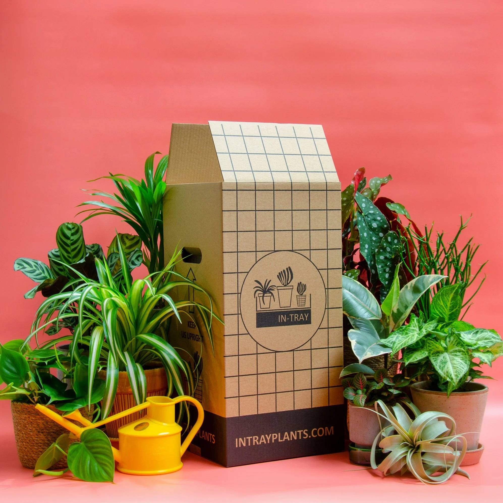 Bespoke box designed by Plants By There for In-Tray Plants online orders.