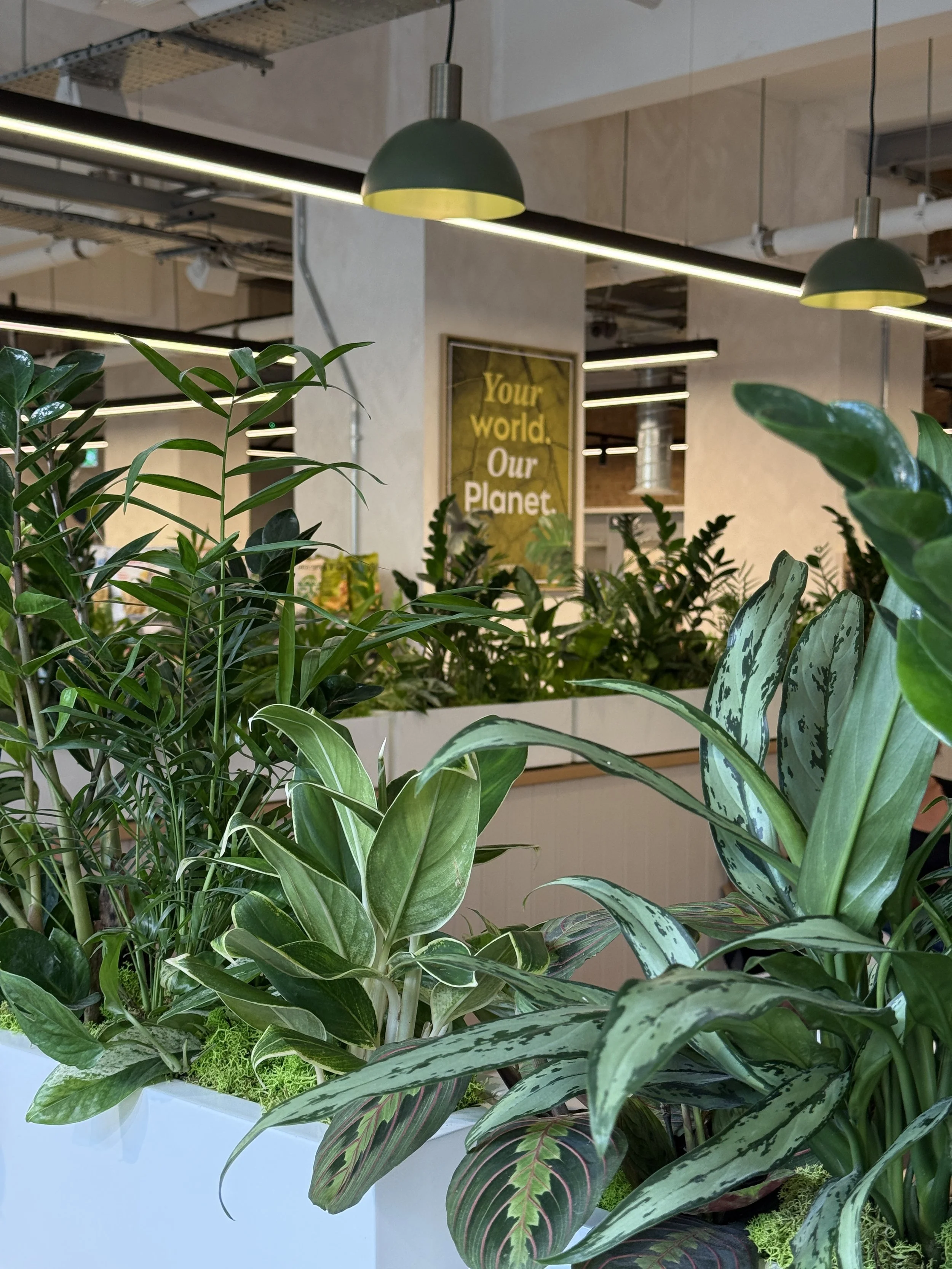 Planet Organic - Muswell Hill - Plants By There Interior planting installation and maintenance
