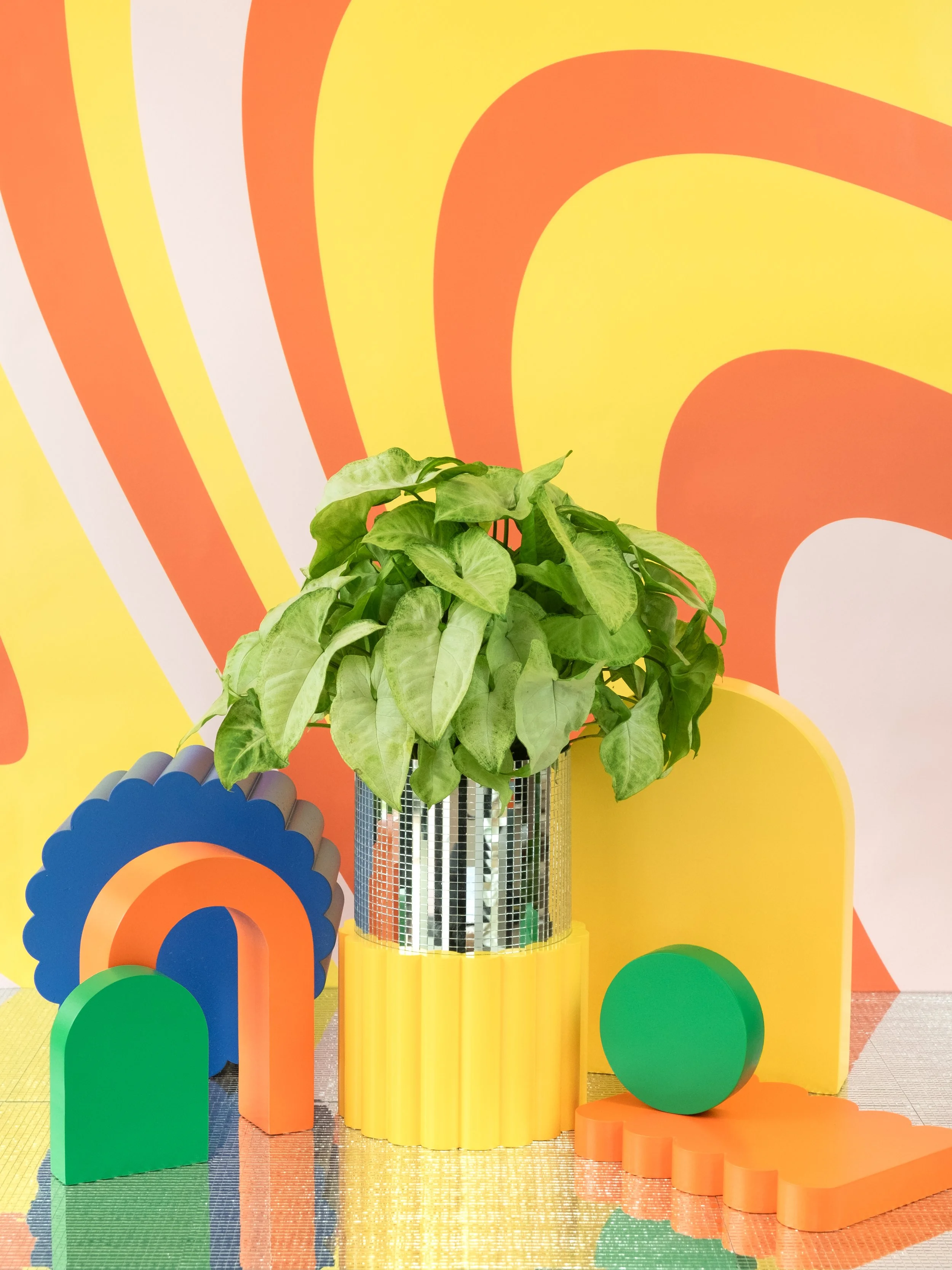 Syngonium 'White Butterfly'