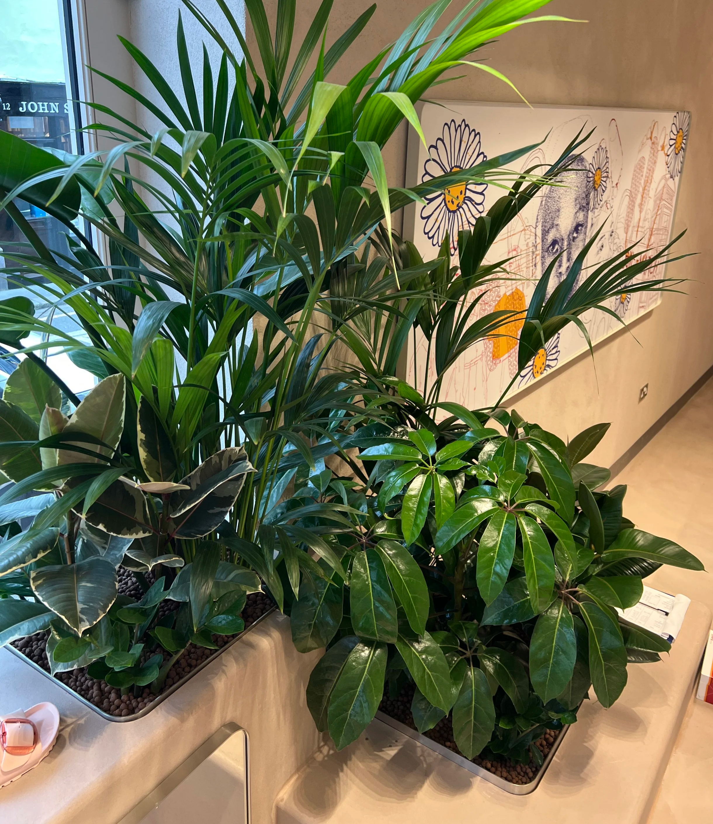 Birkenstock King's Road Shop Interior Planting by Plants By There - Chelsea, London