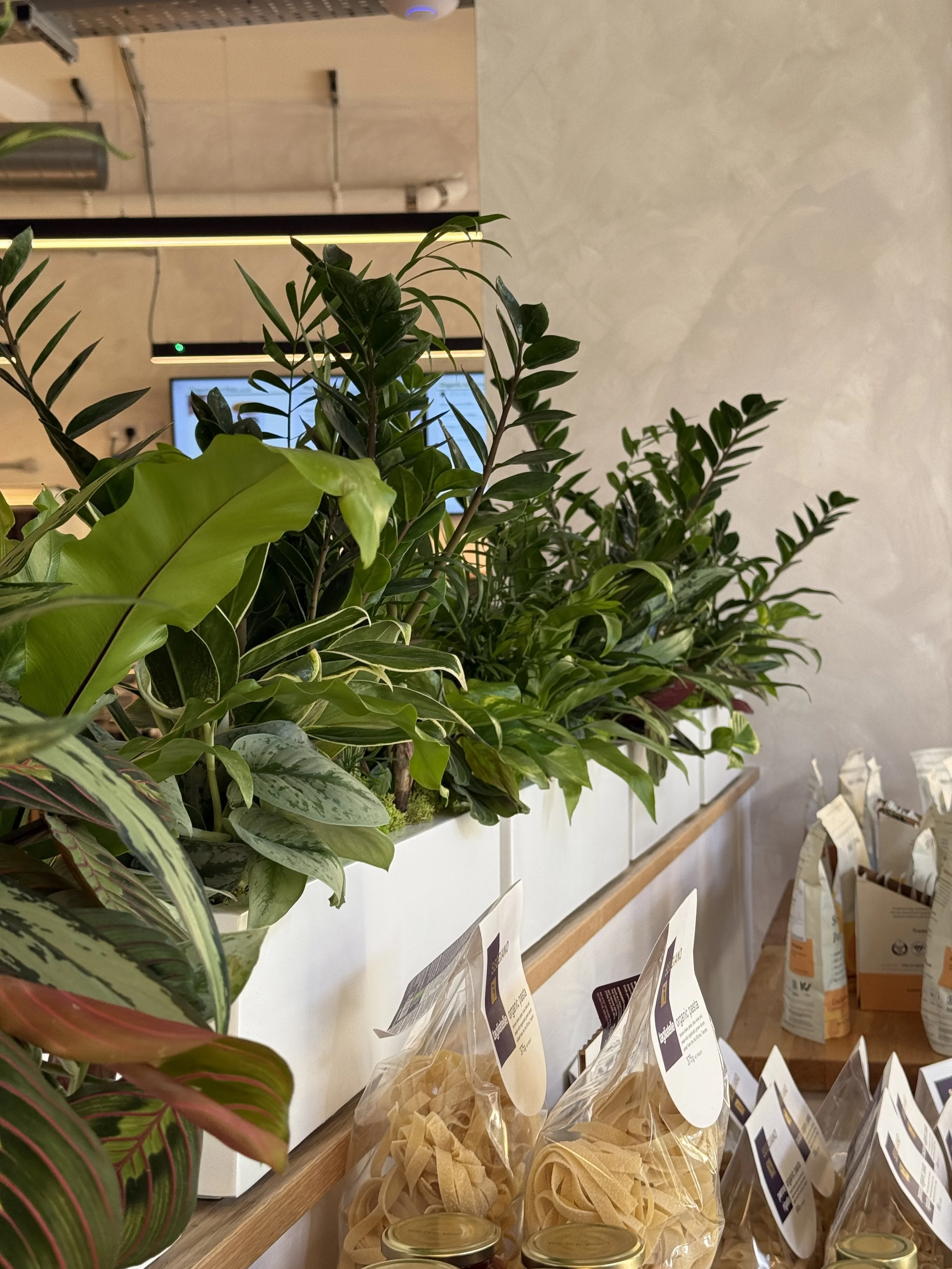 Planet Organic - Muswell Hill - Plants By There Interior planting installation and maintenance