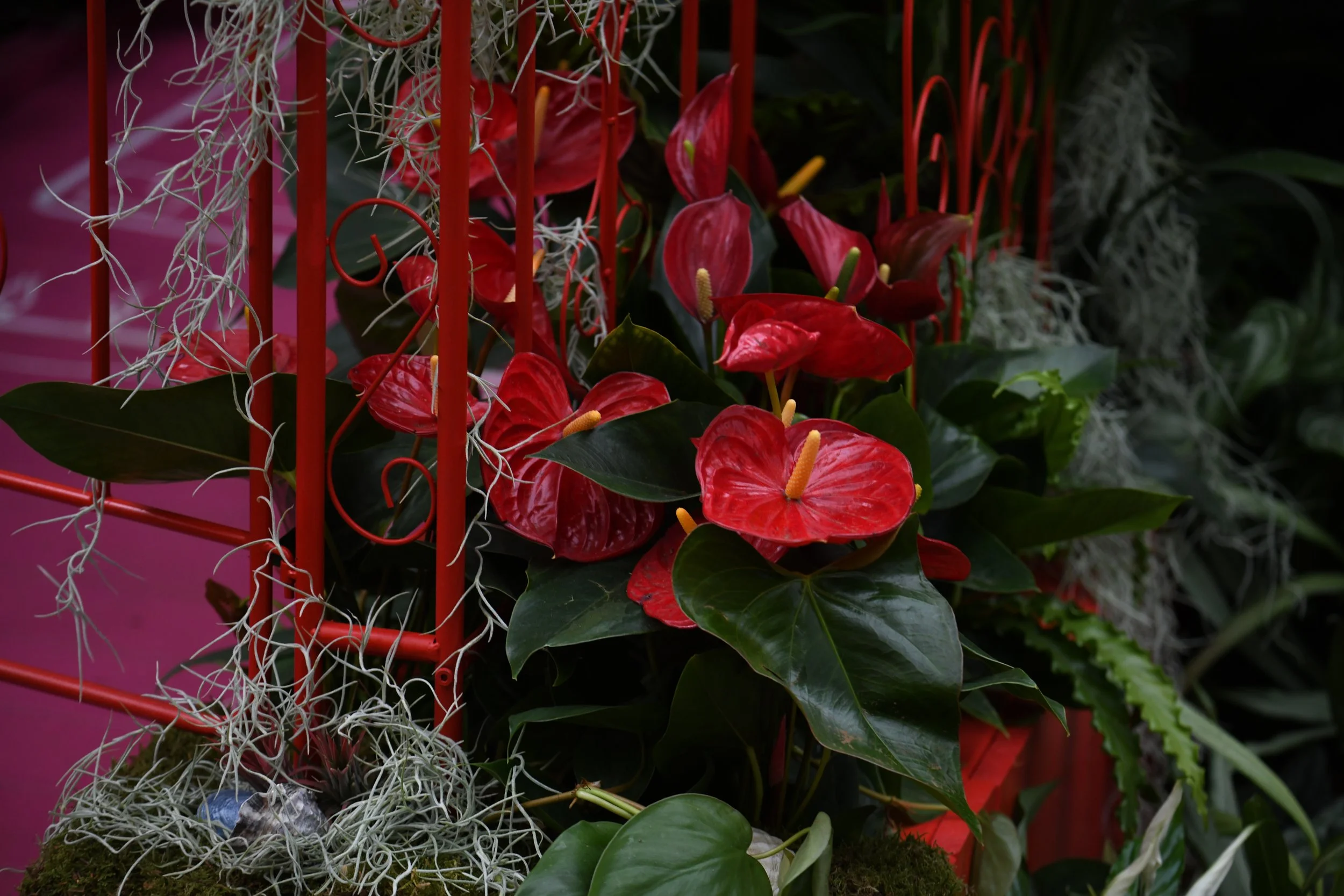 Lovehoney Presents: Aphrodite's Hothouse - RHS Chelsea Flower Show 2026 - Gold Medal - Designed and created by James Whiting of Plants By There.