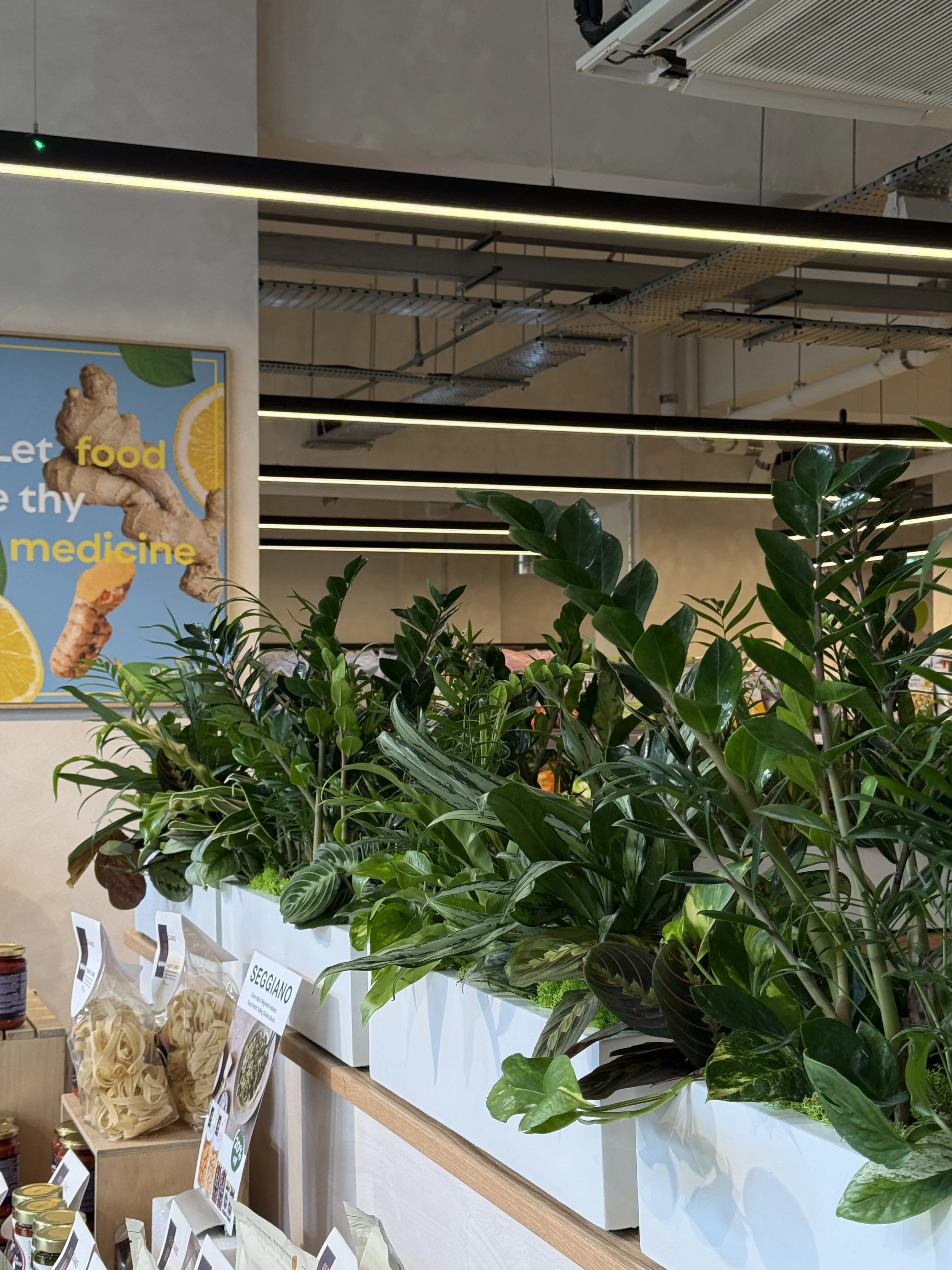 Planet Organic - Muswell Hill - Plants By There Interior planting installation and maintenance