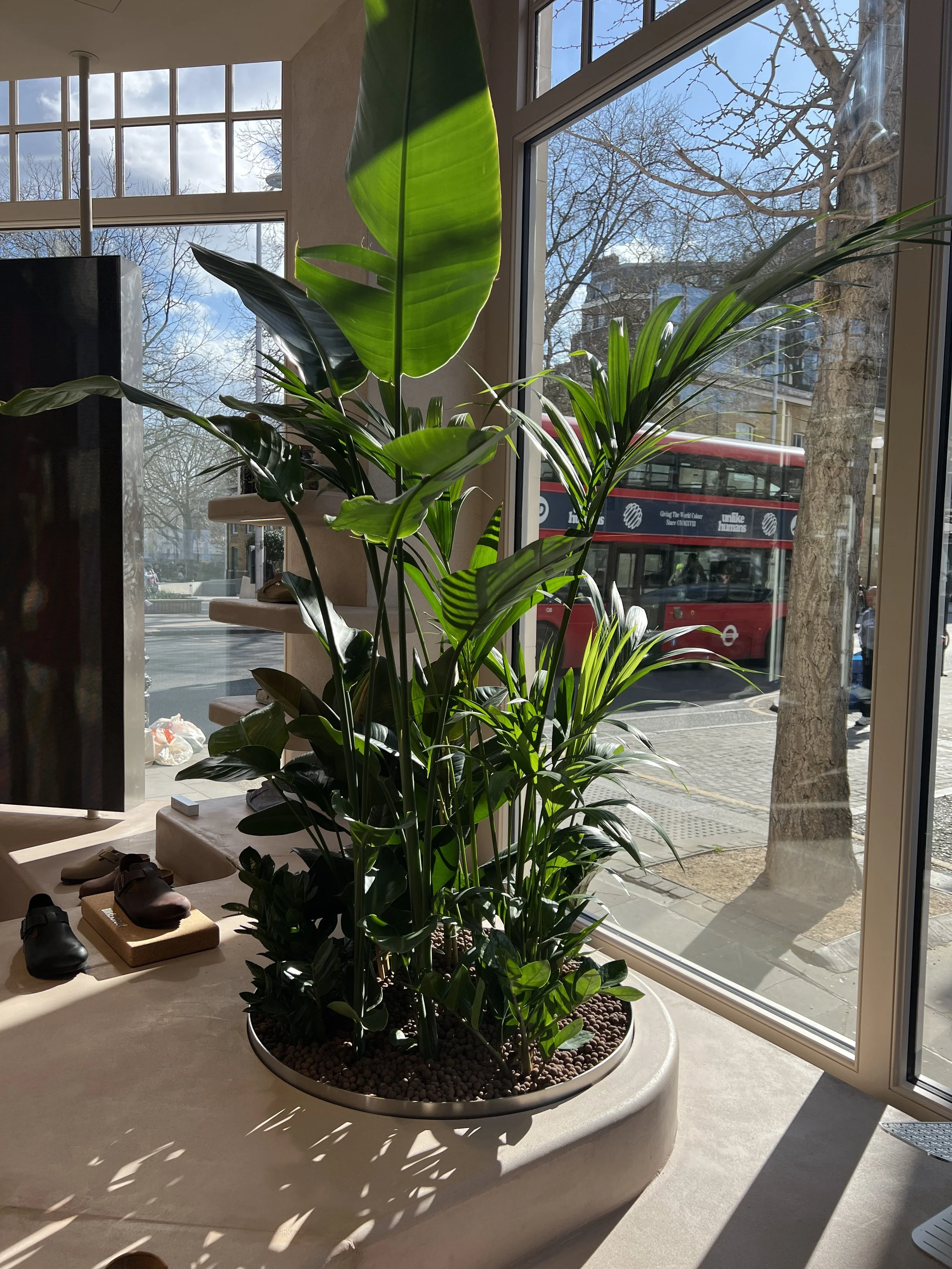 Indoor planting design for Birkenstock store on King's Road in Chelsea by James Whiting and Plants By There