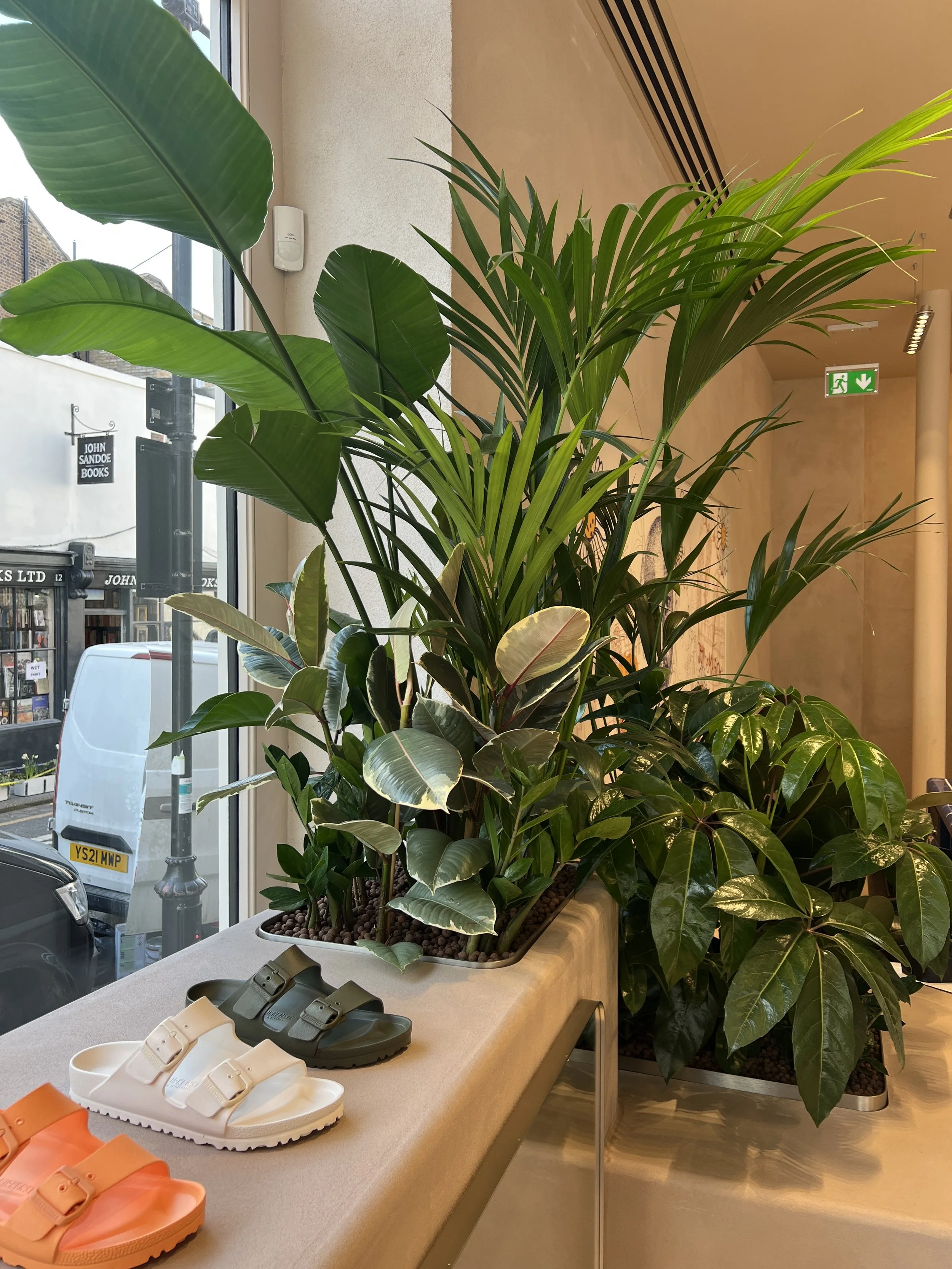 Interior planting displays for Birkenstock Kings's Road store by Plants By There - Chelsea, London