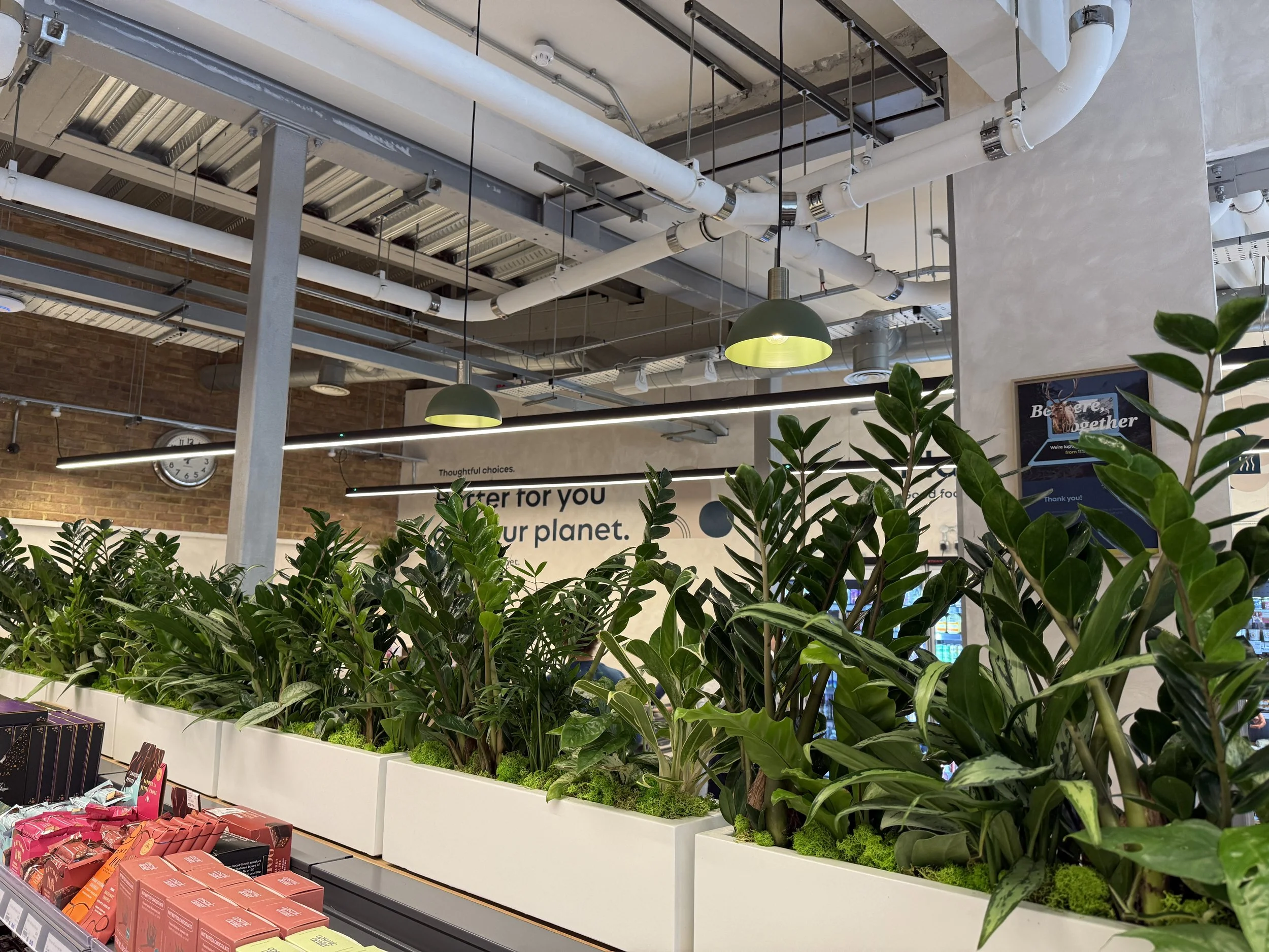 Planet Organic - Muswell Hill - Plants By There Interior planting installation and maintenance