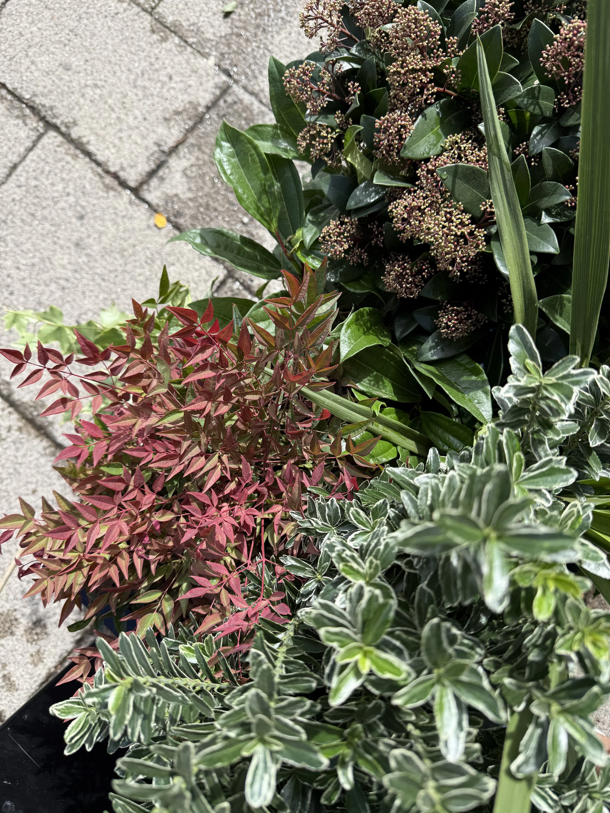Planet Organic - Muswell Hill - Plants By There Exterior planting installation and maintenance