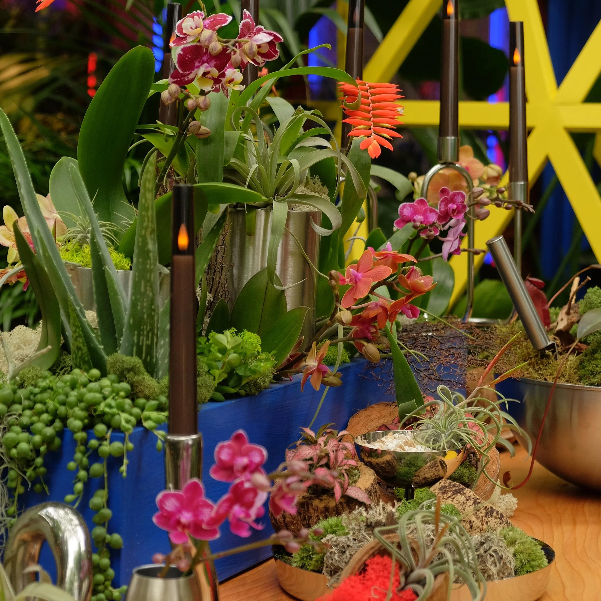 'Babylon Beats' - RHS Chelsea Flower Show 2025 Best Houseplant Studio