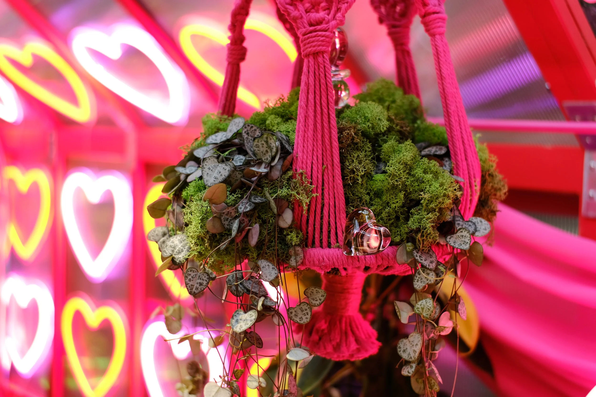 Lovehoney Presents: Aphrodite's Hothouse - RHS Chelsea Flower Show 2026 - Gold Medal - Designed and created by James Whiting of Plants By There.
