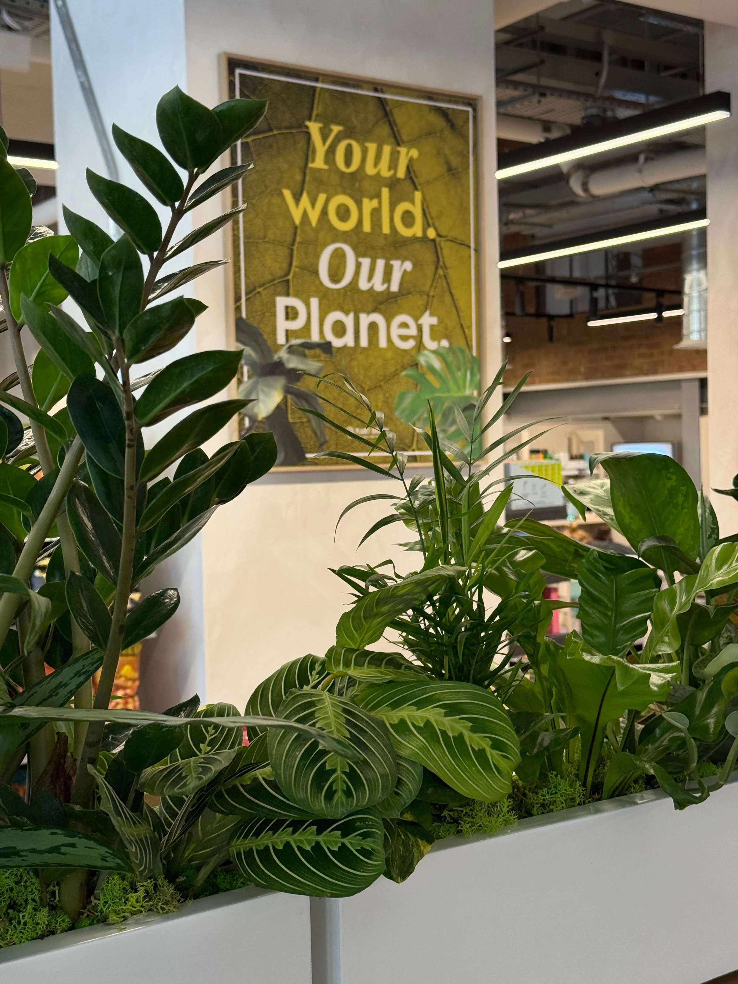 Planet Organic - Muswell Hill - Plants By There Interior planting installation and maintenance