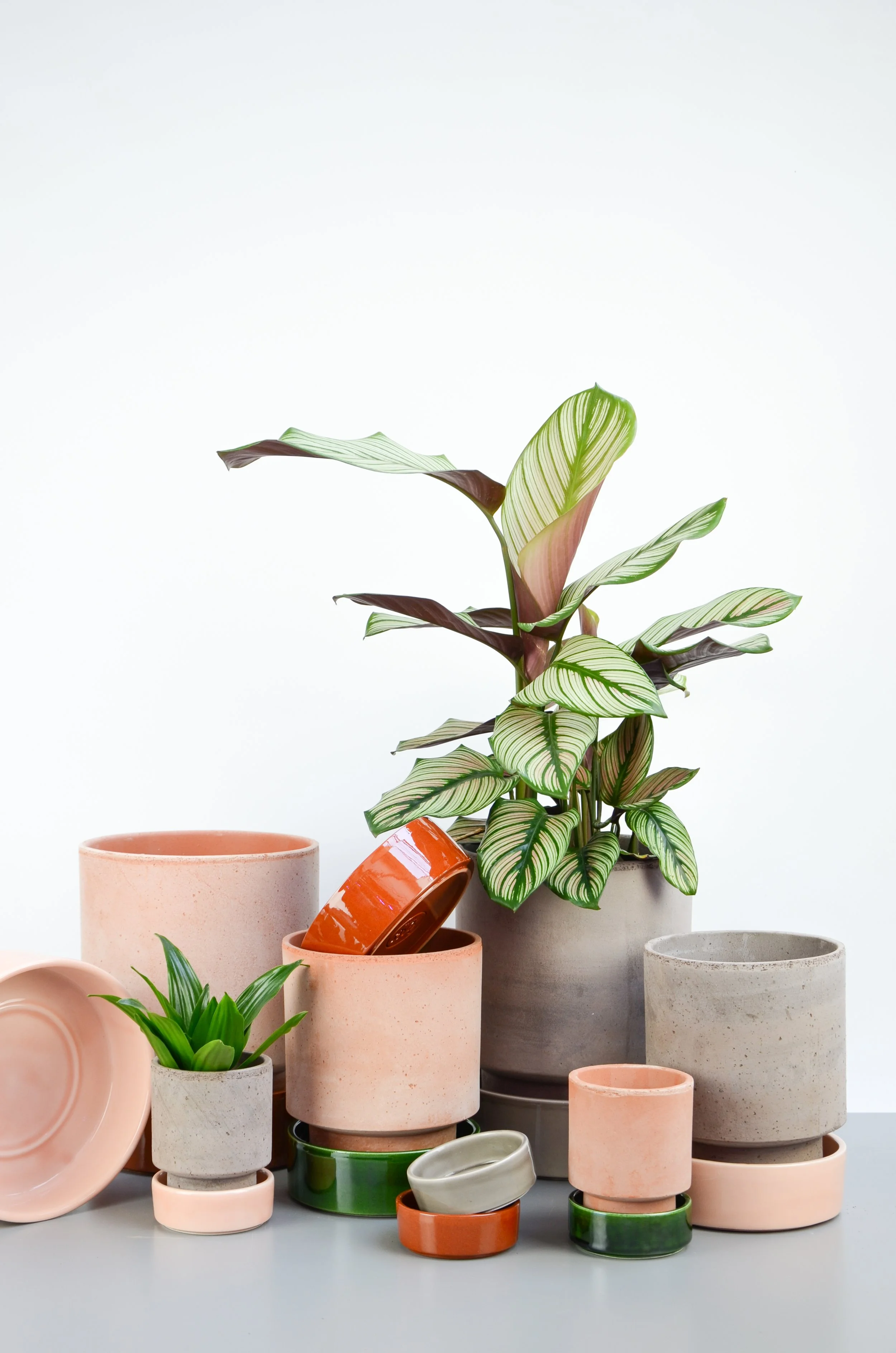 mixed planted group.jpg