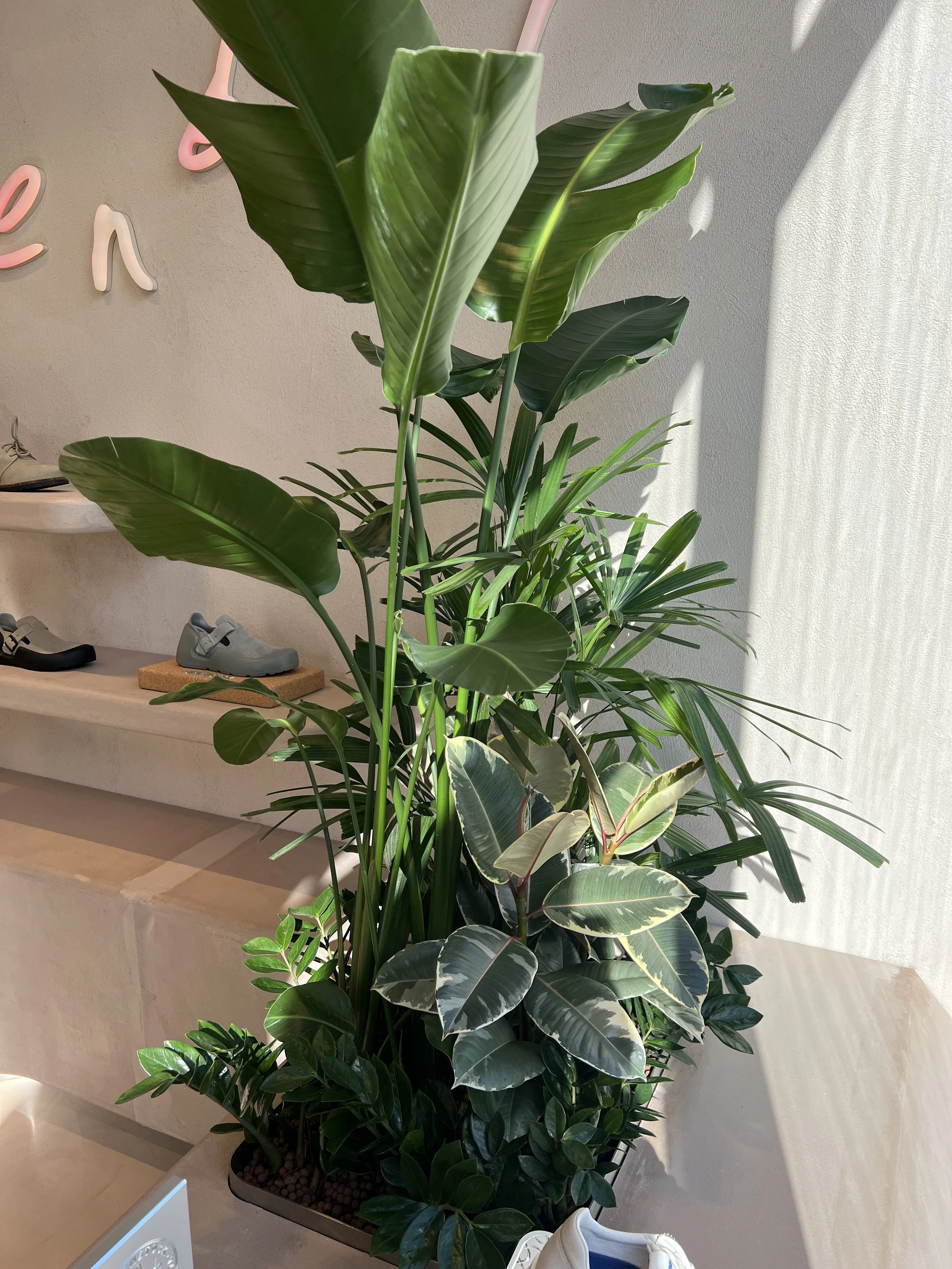 Interior planting displays for Birkenstock Kings's Road store by Plants By There - Chelsea, London