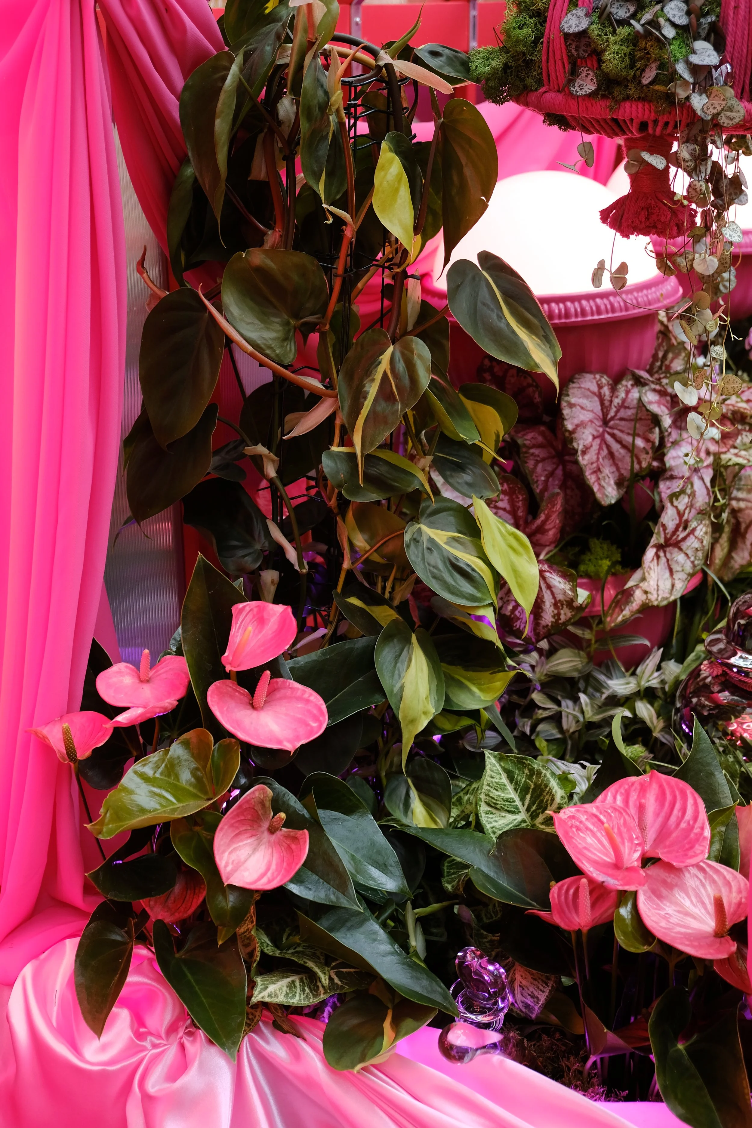 Lovehoney Presents: Aphrodite's Hothouse - RHS Chelsea Flower Show 2026 - Gold Medal - Designed and created by James Whiting of Plants By There.