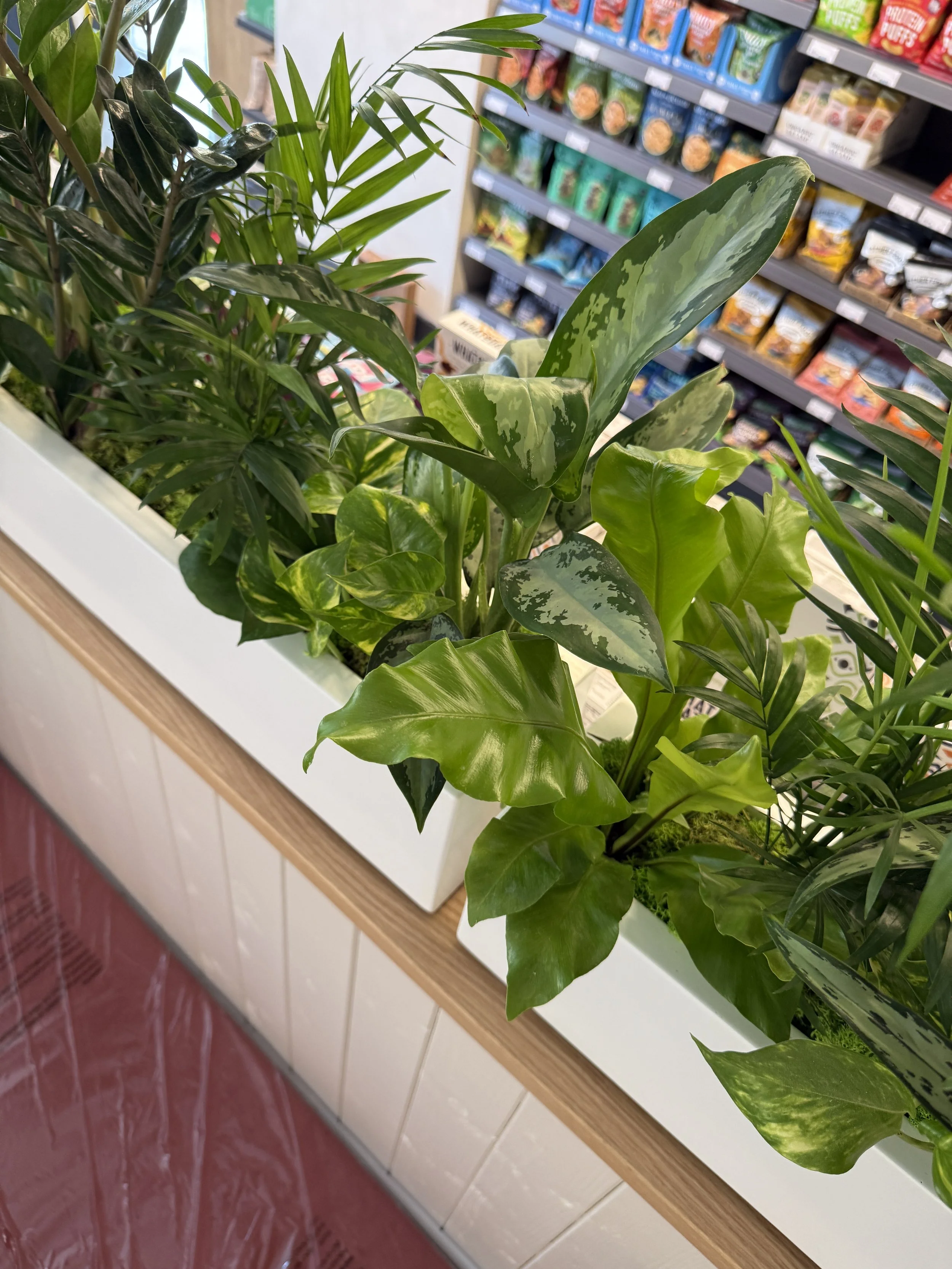 Planet Organic - Muswell Hill - Plants By There Interior planting installation and maintenance