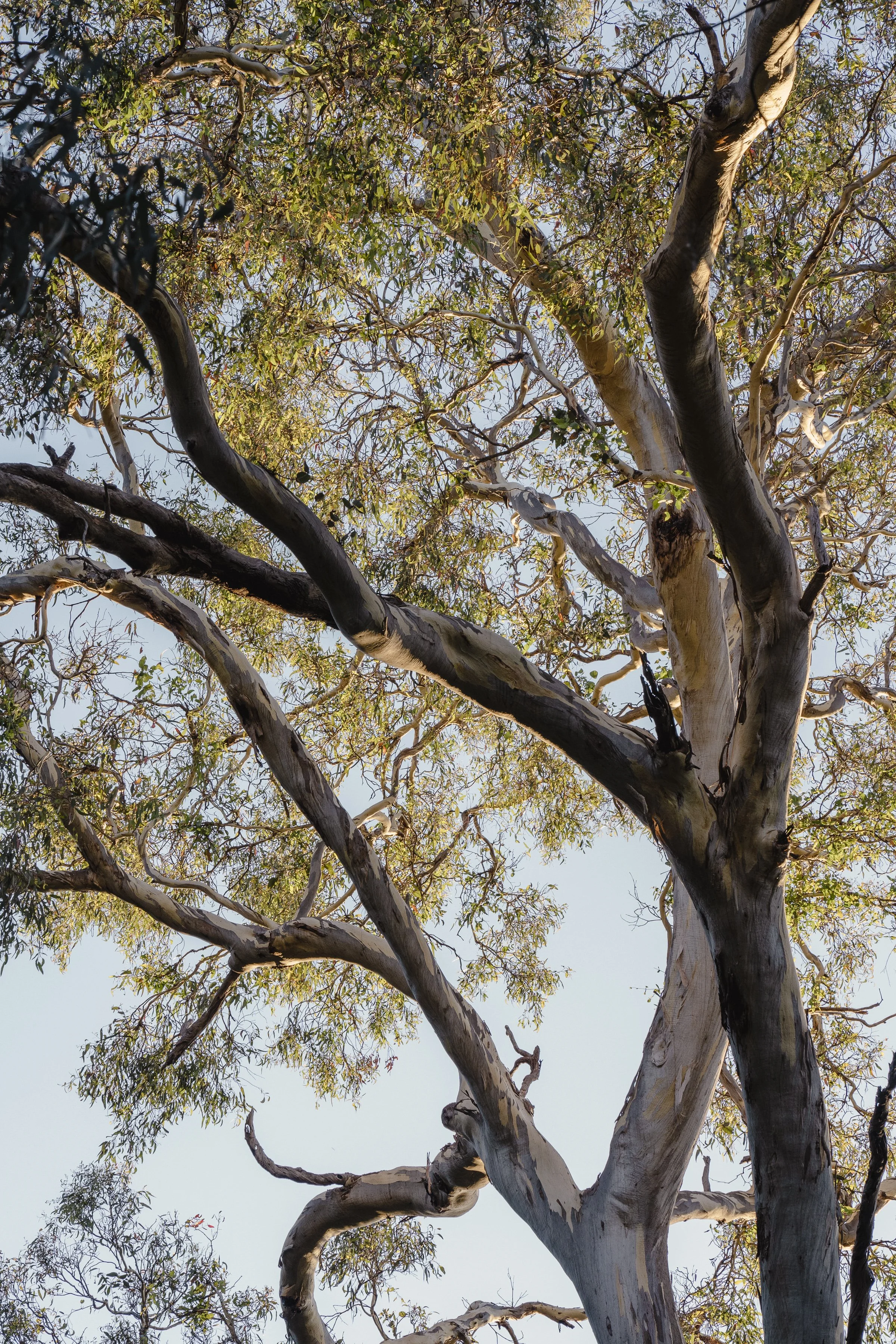 Eucalypts
