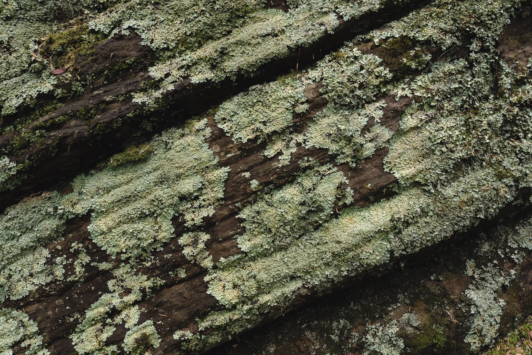 Lichens