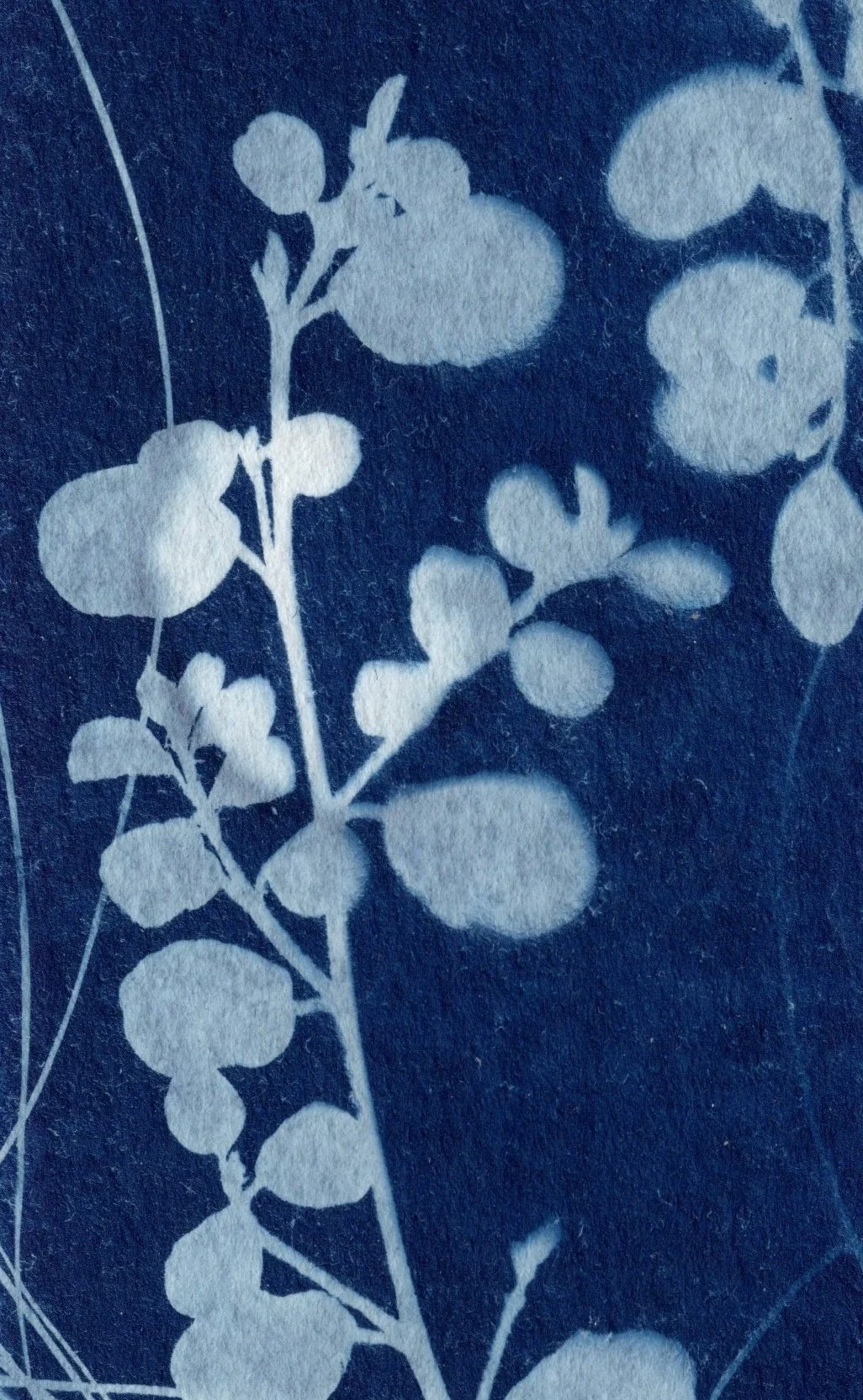 Cyanotype
