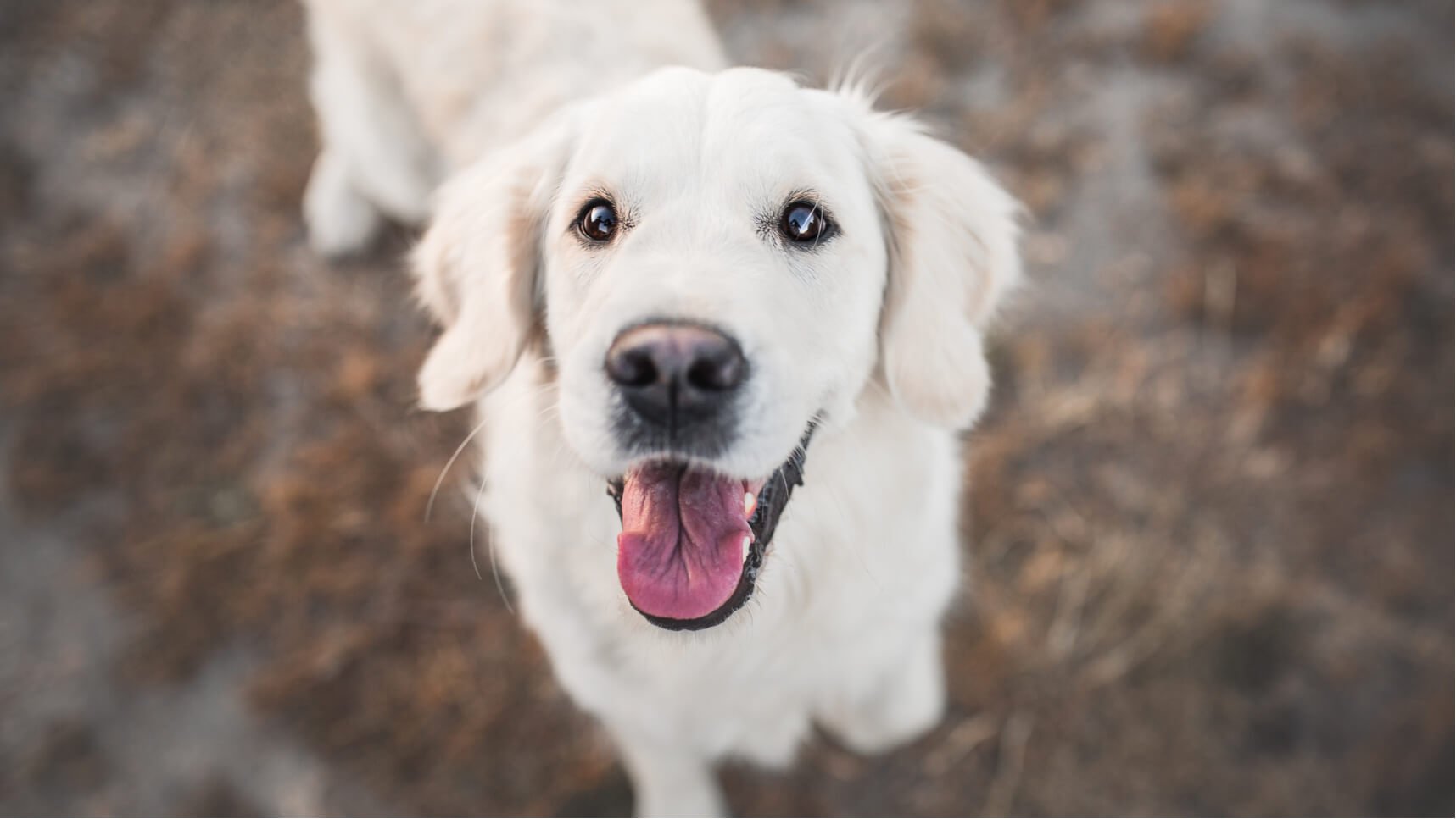 angelina-brueckner-hundefotografie-frankfurt-golden-retriever.jpg