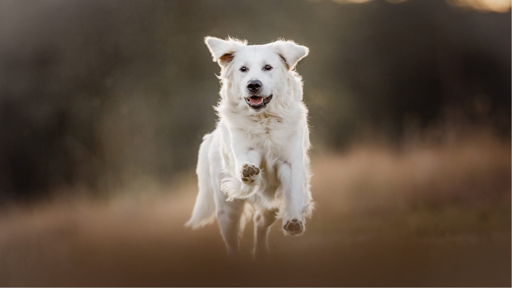 angelina-brueckner-hundefotografin-frankfurt-golden-retriever.jpg