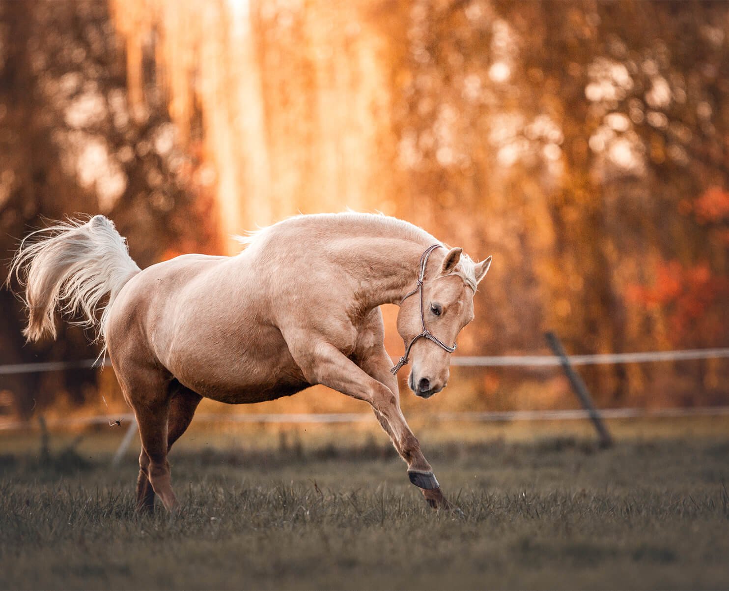 fotoshooting-mit-pferd-hessen-angelina-brueckner.jpg