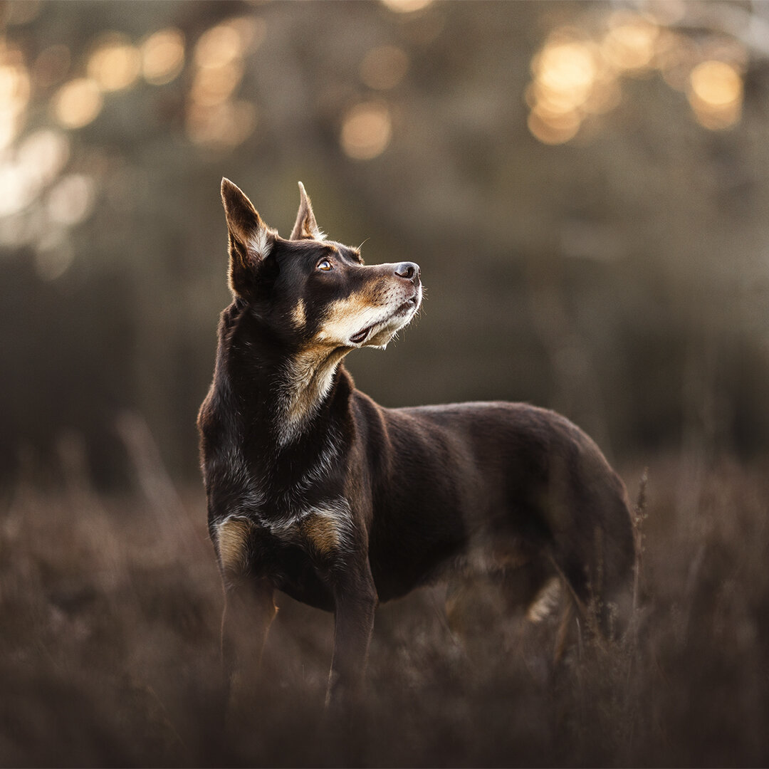 Was muss ein Hund eigentlich f&uuml;r ein Fotoshooting k&ouml;nnen? Nichts 🤷&zwj;♀️ Ja richtig gelesen. Nichts 🤗 Ich fotografiere jeden Hund so wie er ist. Dein Hund kann viele Tricks? Cool, binden wir gerne mit ein. Dein Hund ist einfach nur nett 