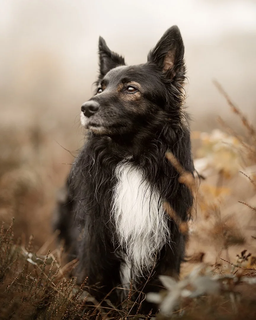 Unsere Zeit mit den Hunden vergeht viel zu schnell 🕊️
Die Haare um die Nase werden heller, die Spazierg&auml;nge ruhiger und langsam wird einem bewusst, dass nichts f&uuml;r immer so bleibt.
Als Lisa mich kontaktierte, war Gismo noch zwar fit und le