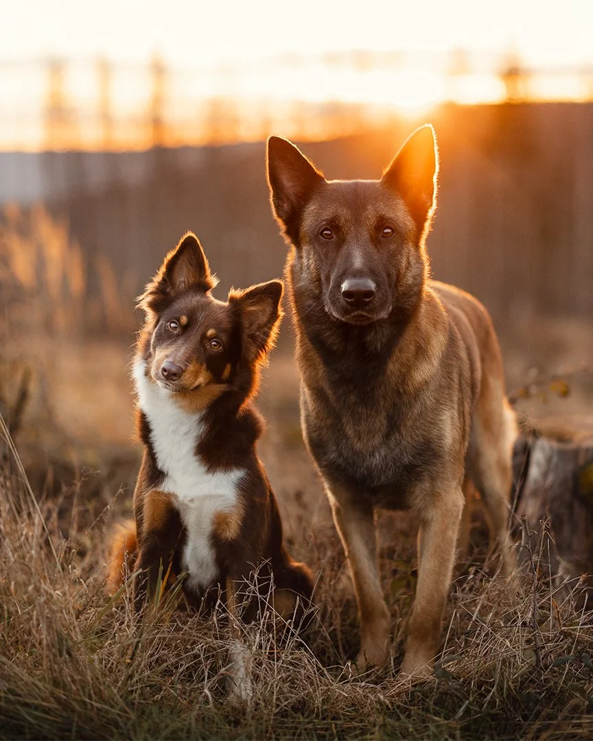 Klopf, klopf 👋🏻
Ist da noch jemand? Erinnert ihr euch noch an mich?
Puh, das war eine lange Postingpause. Geplant war sie keineswegs. Gewollt auch nicht so wirklich. Ben&ouml;tigt aber auf alle F&auml;lle.
Nach einem sehr warmen und ruhigen Sommer 